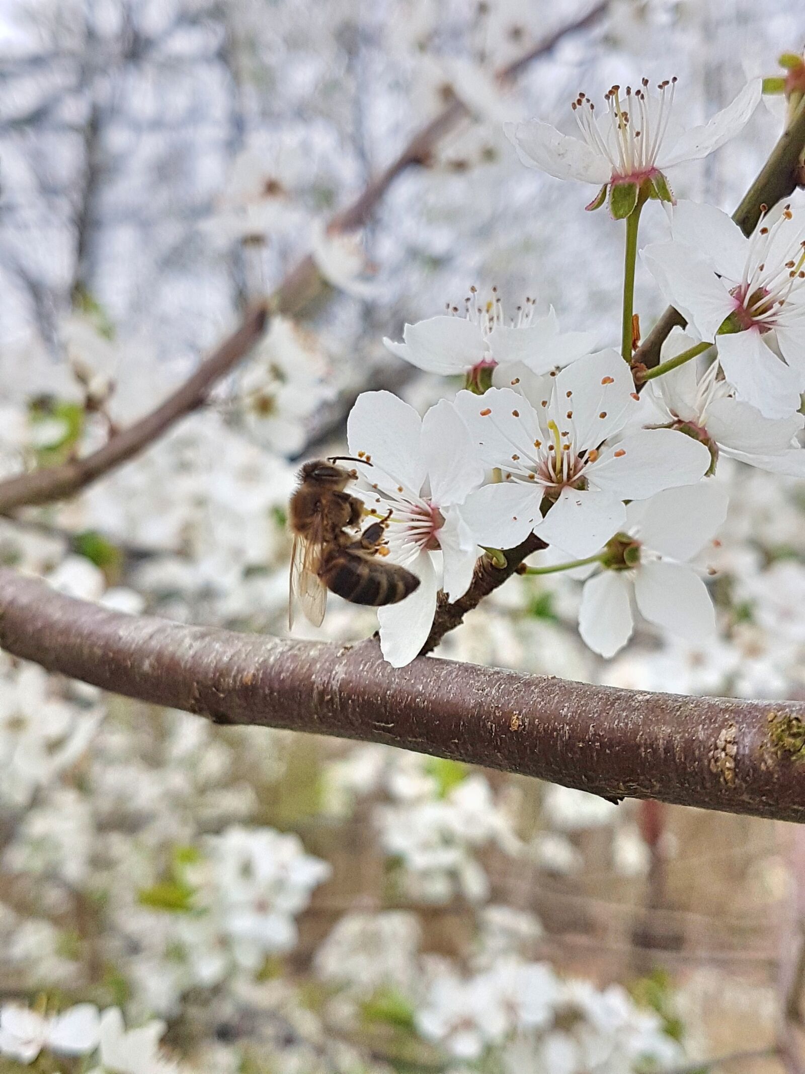 Samsung Galaxy S7 Edge sample photo. Spring, bee, cherry blossom photography