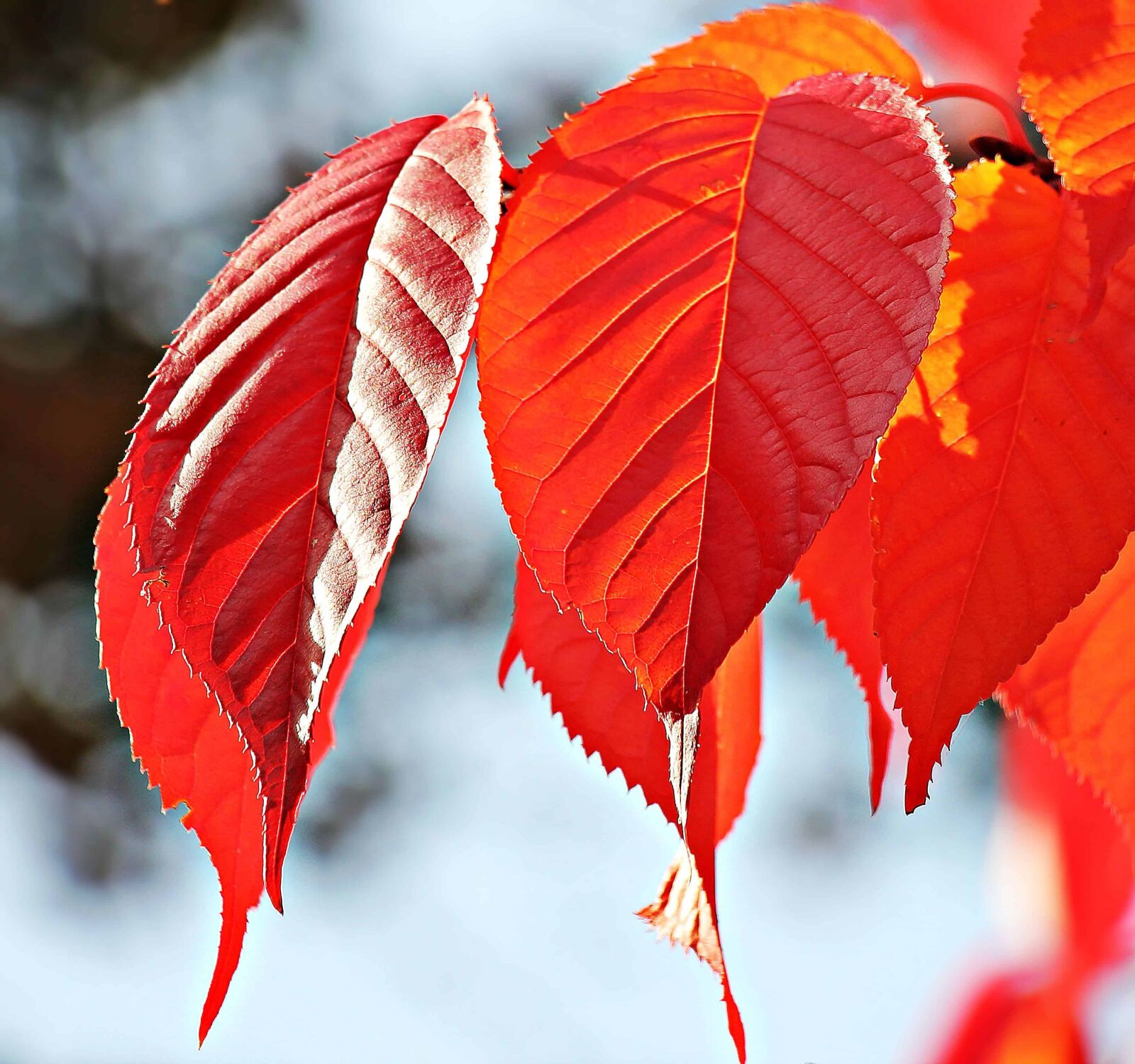 Canon EOS 550D (EOS Rebel T2i / EOS Kiss X4) sample photo. Nature, red leaf, autumn photography