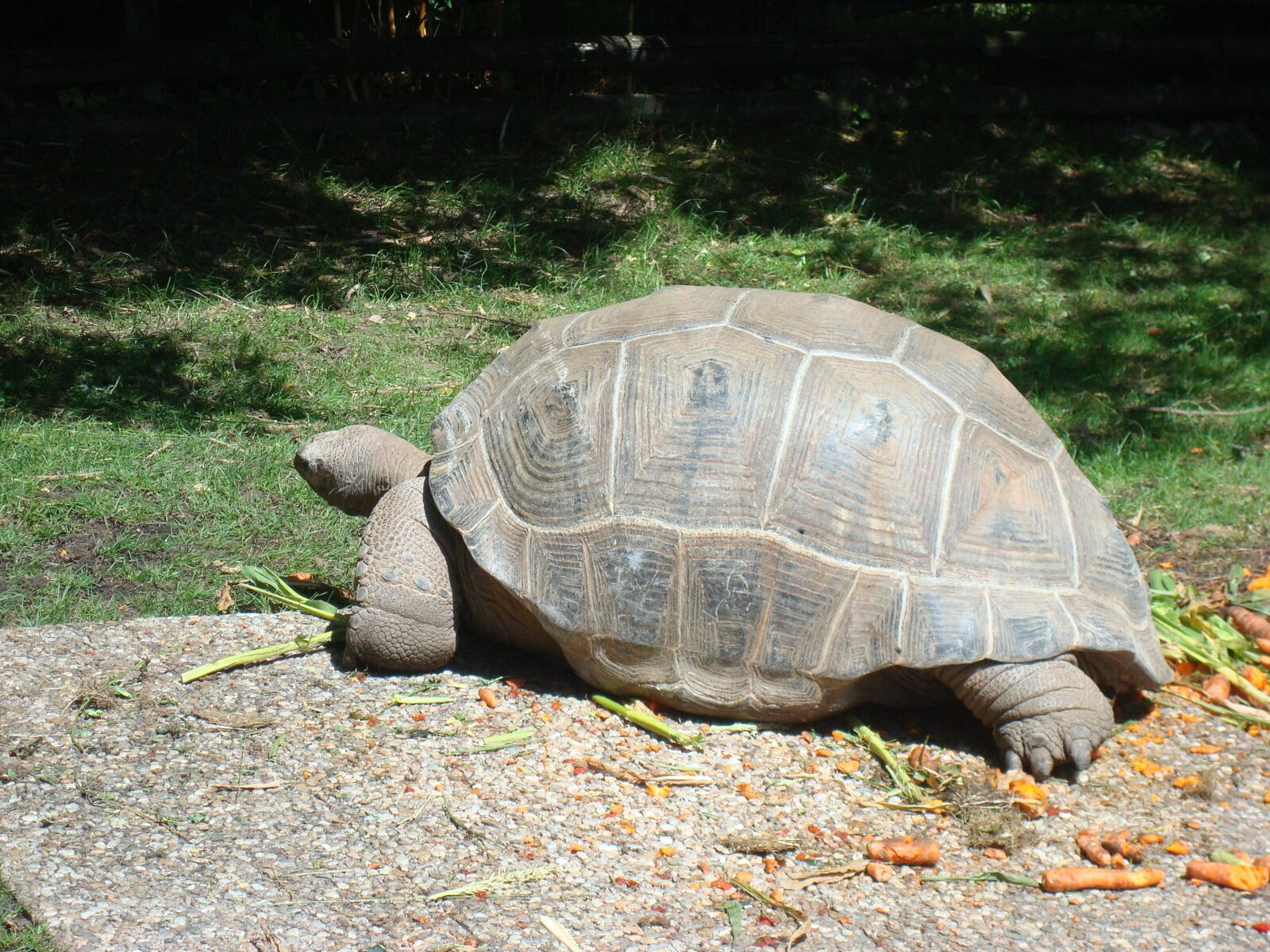 Sony DSC-W85 sample photo. "Turtle, animal, carapace" photography