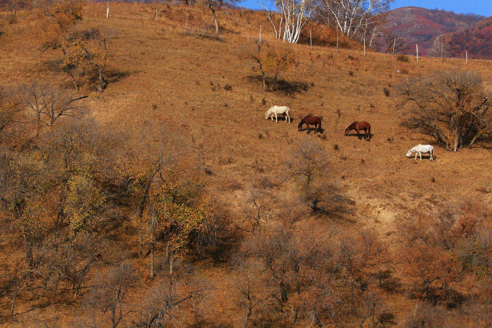 Canon EF 70-200mm F2.8L IS USM sample photo. Autumn, the scenery, tree photography