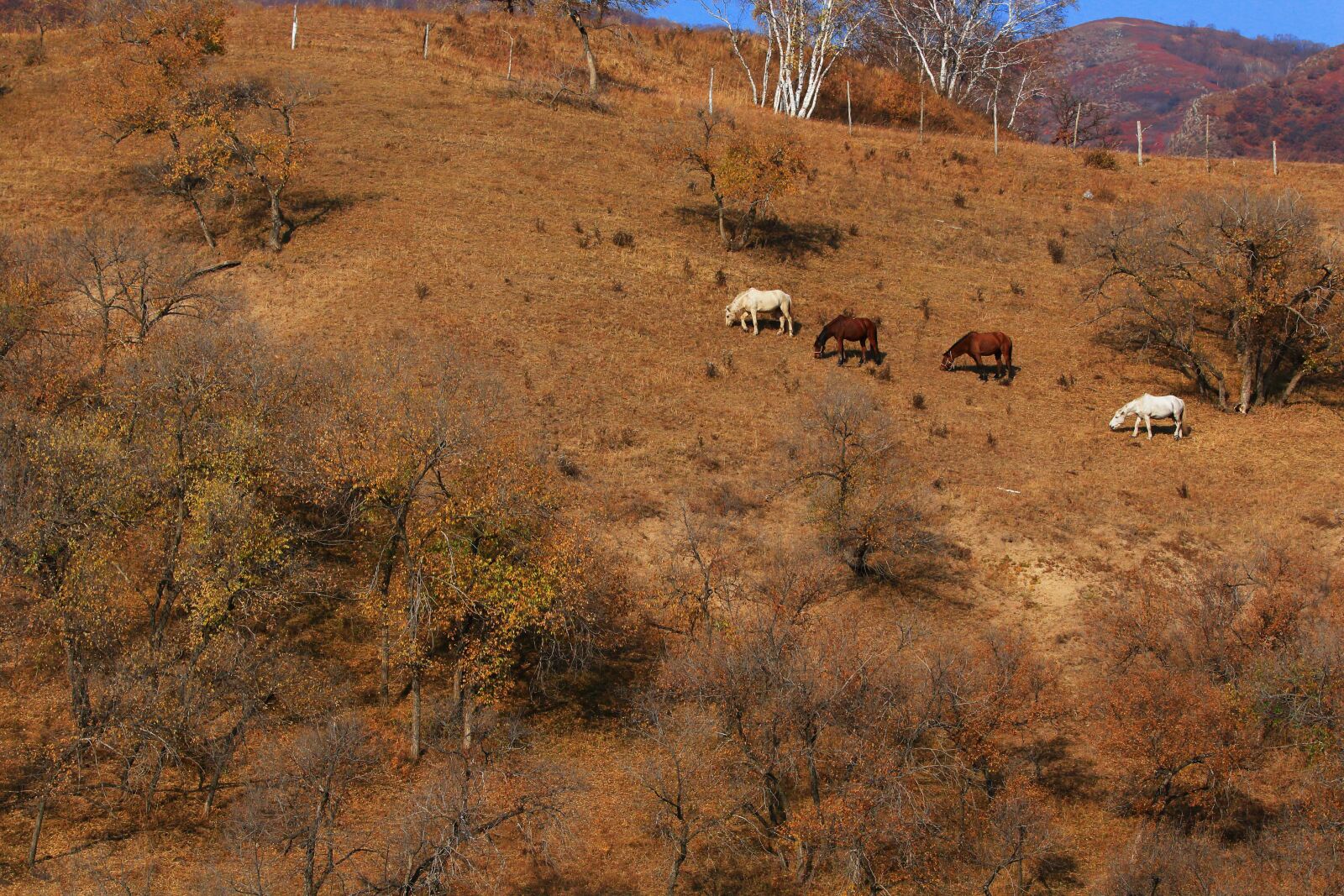 Canon EOS 70D + Canon EF 70-200mm F2.8L IS USM sample photo. Autumn, the scenery, tree photography