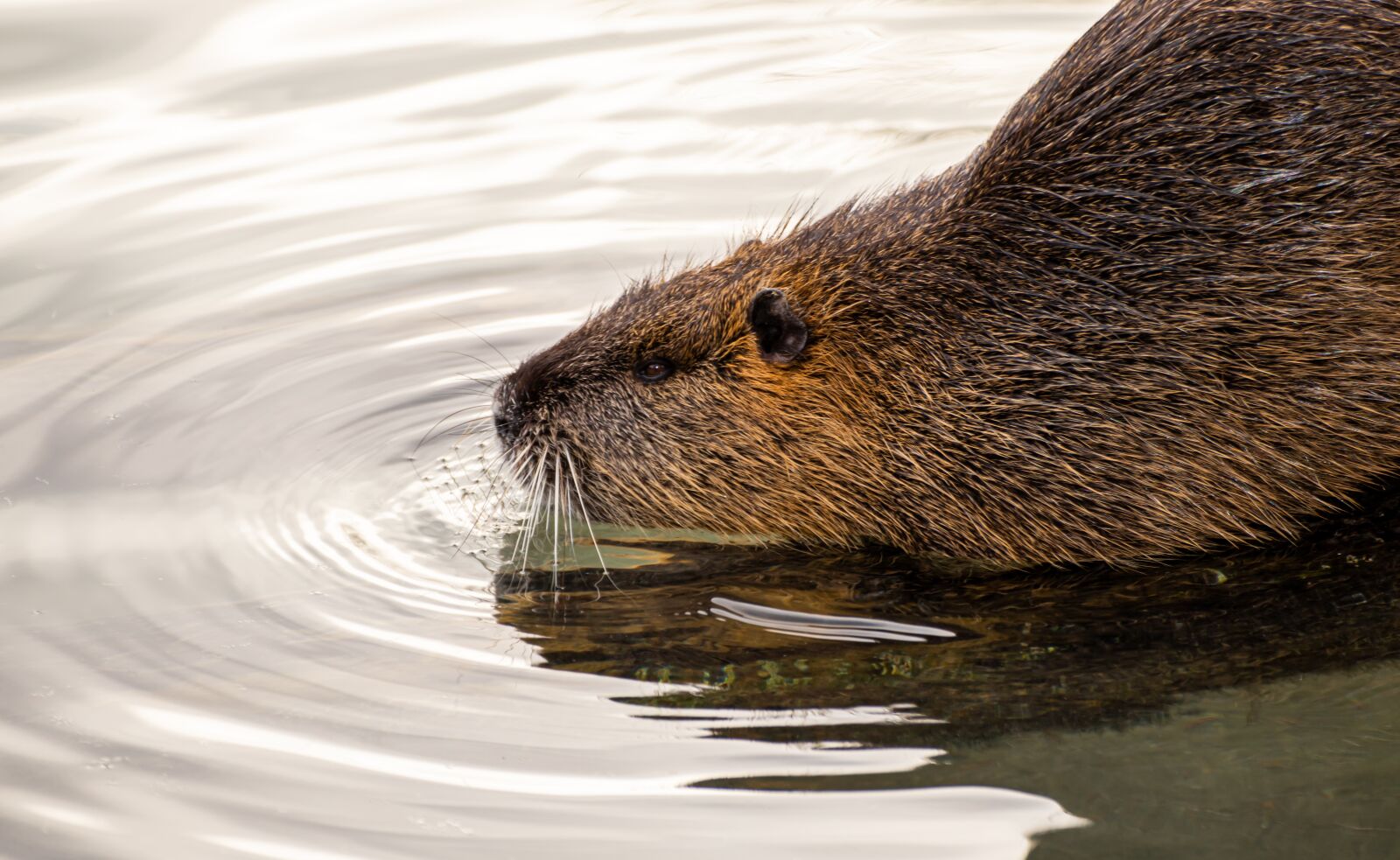 Canon EOS 200D (EOS Rebel SL2 / EOS Kiss X9) sample photo. Nutria, rodent, water photography