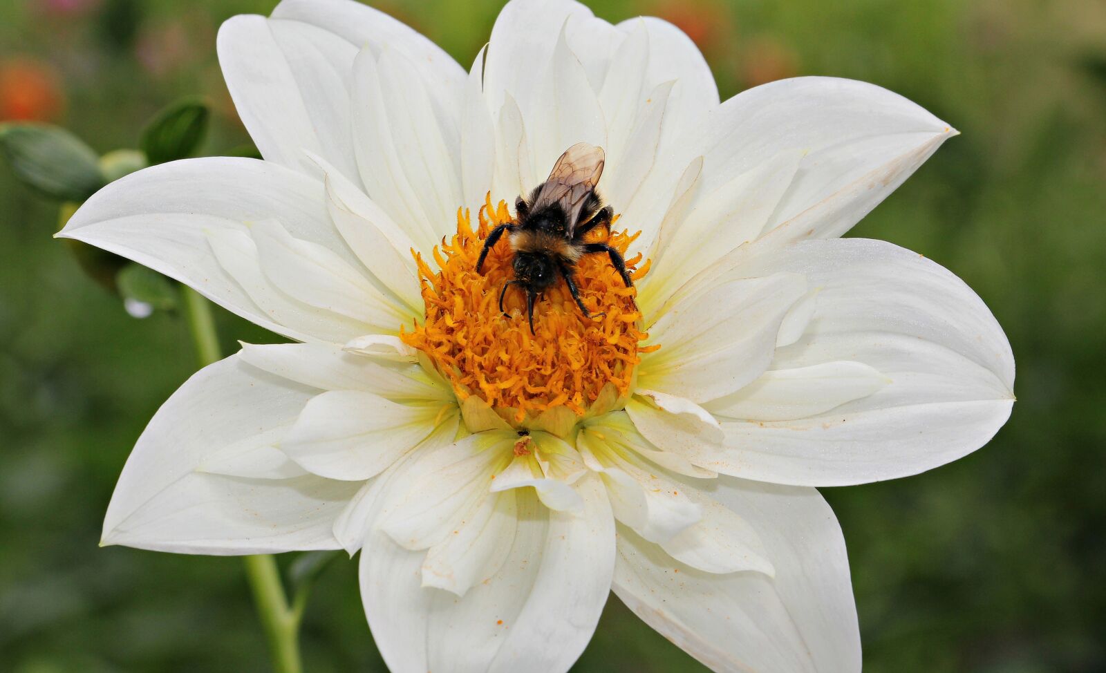Canon EOS 550D (EOS Rebel T2i / EOS Kiss X4) sample photo. Dahlia, flower, blossom photography
