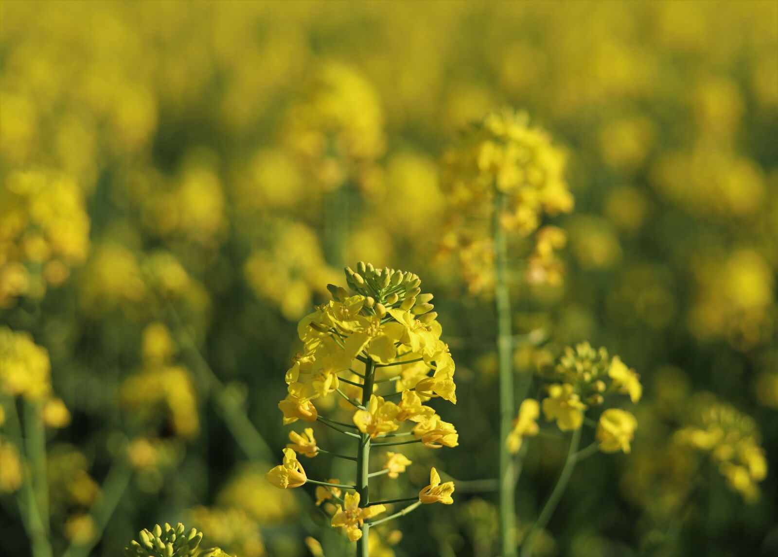 Canon EOS RP + Canon EF 50mm F1.8 STM sample photo. Kempen, niederrhein, landscape photography