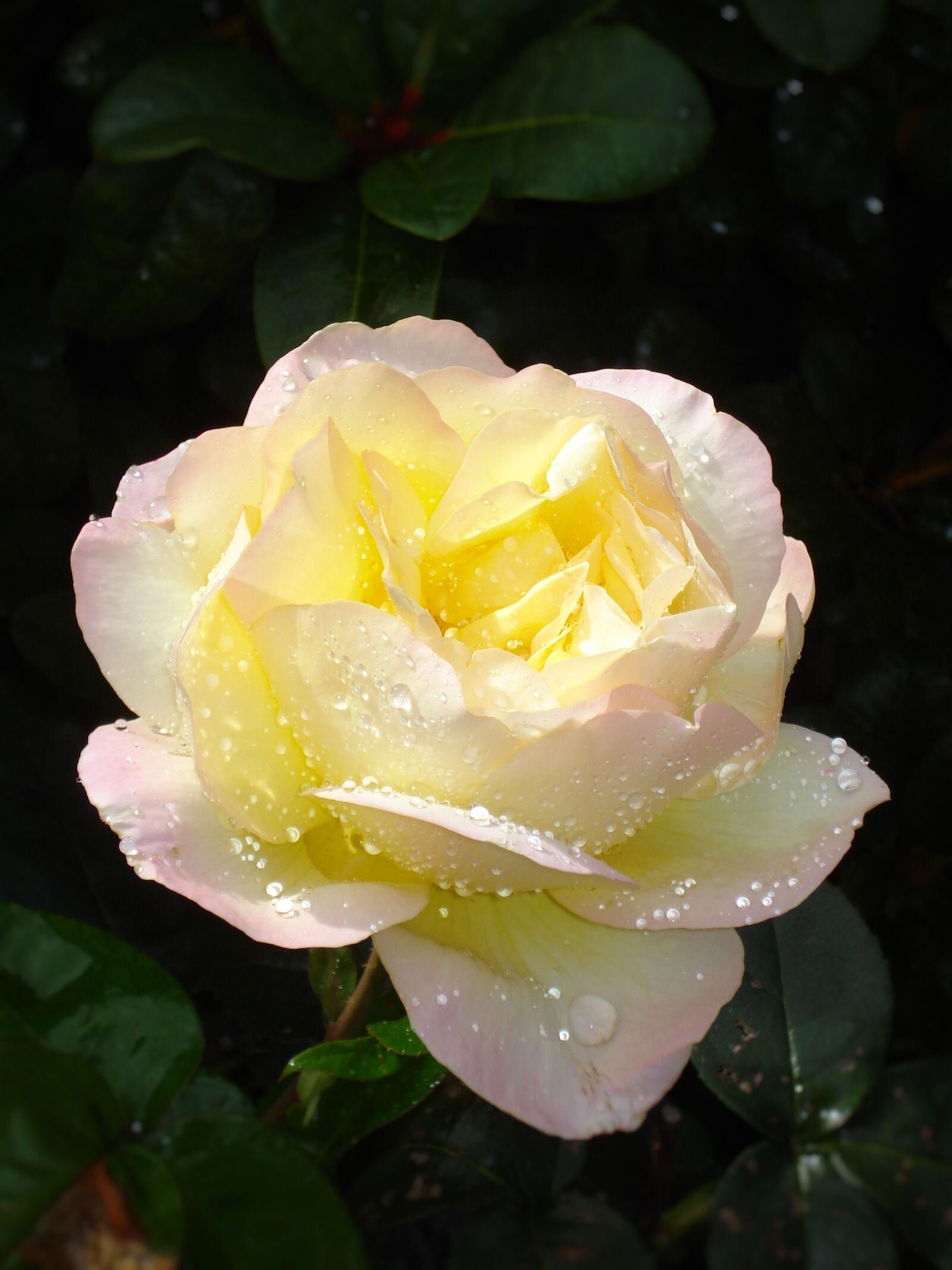 Sony DSC-W55 sample photo. Flower, yellow noble rose photography