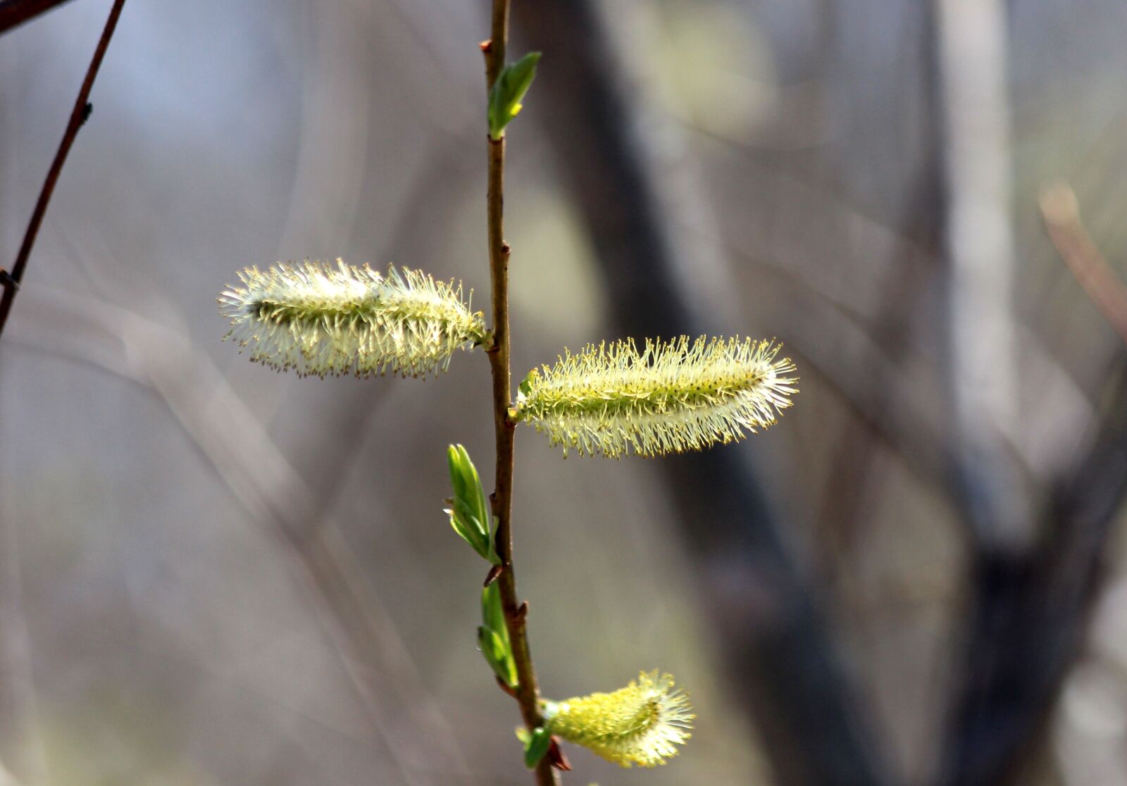 Canon EOS 650D (EOS Rebel T4i / EOS Kiss X6i) sample photo. Verba, plant, tree photography