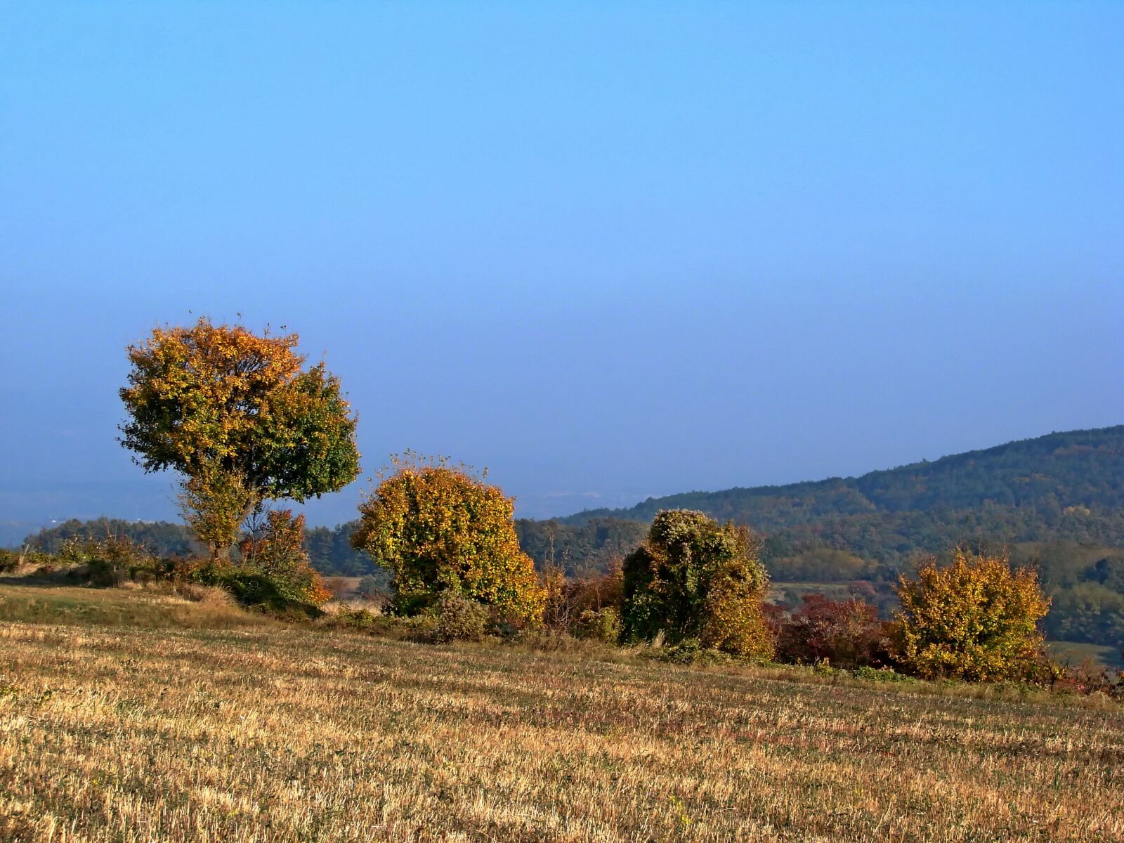 Sony DSC-H5 sample photo. Landscape, nature, tree photography