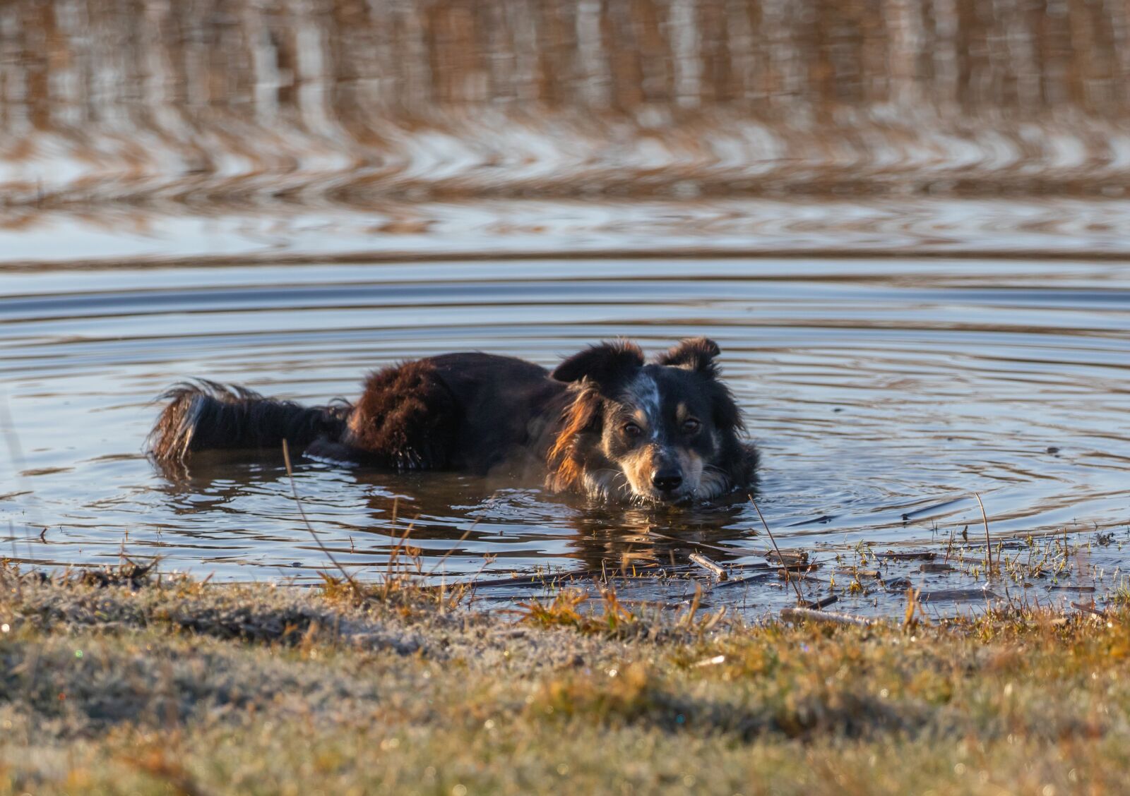 Canon EOS 7D Mark II + Canon EF 100-400mm F4.5-5.6L IS II USM sample photo. Collie in water, running photography