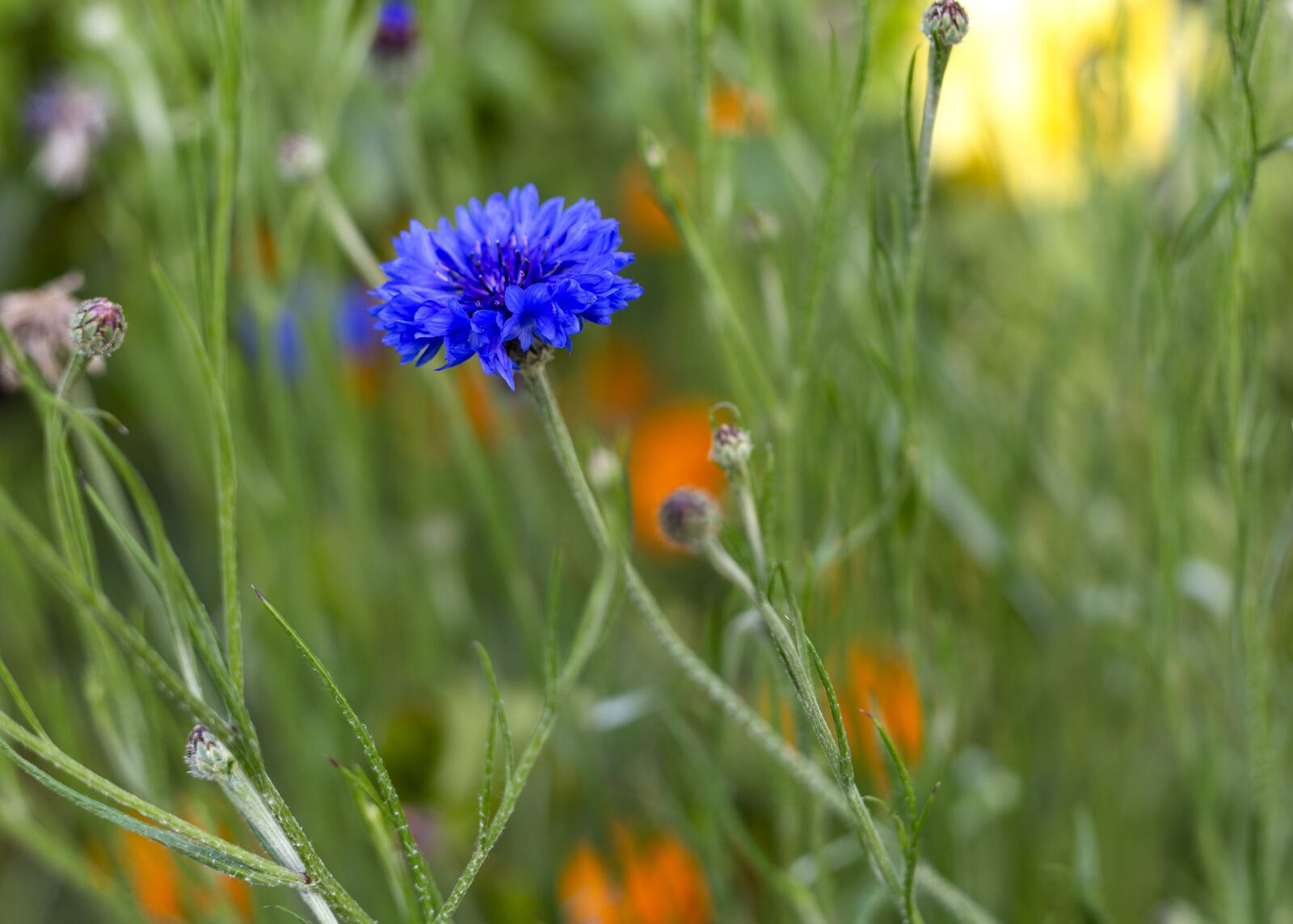 Canon EF 50mm F1.8 II sample photo. Spring, flowers, plant photography