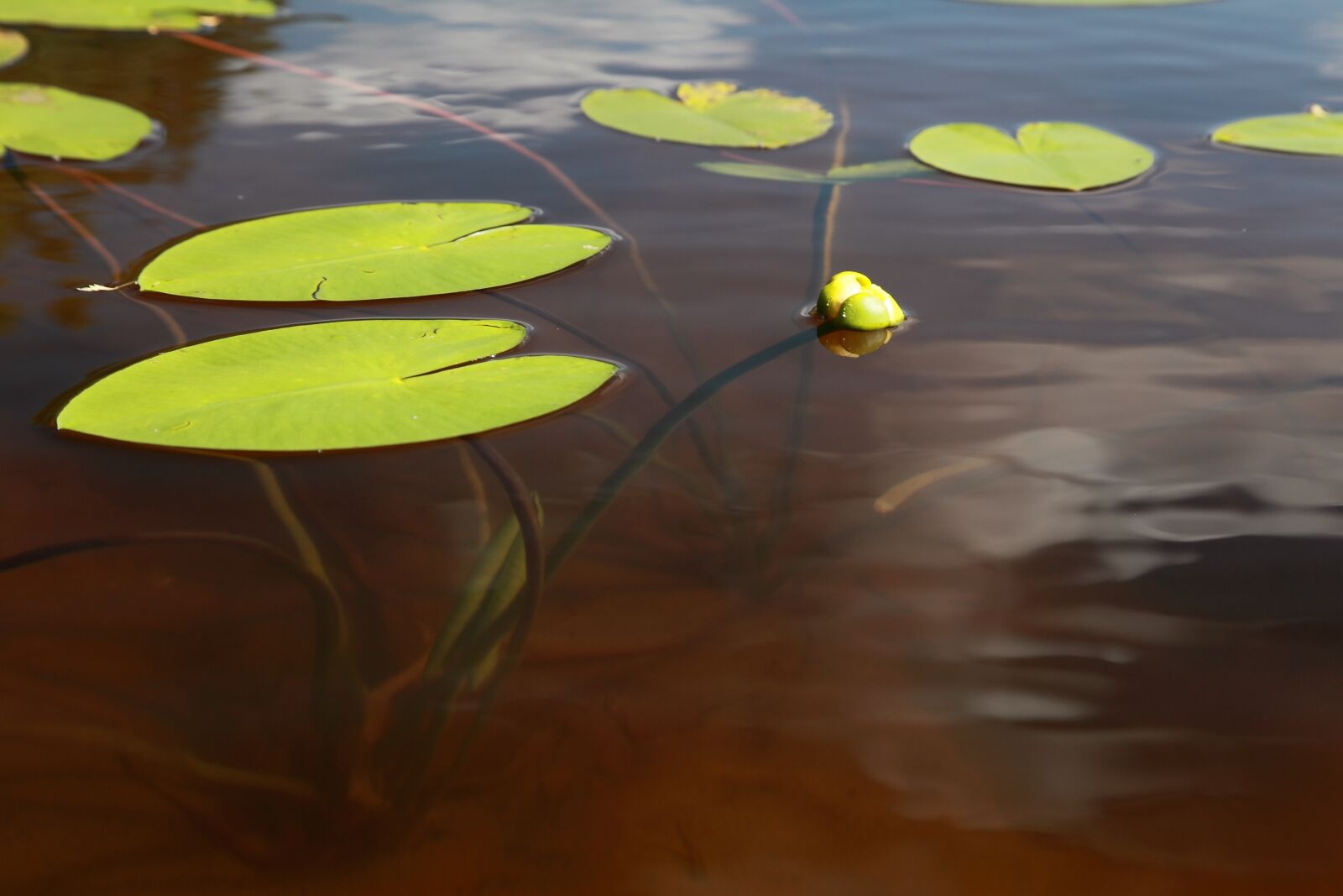 Canon EOS 5D Mark II sample photo. Yellow water-lily, ulpukan bud photography