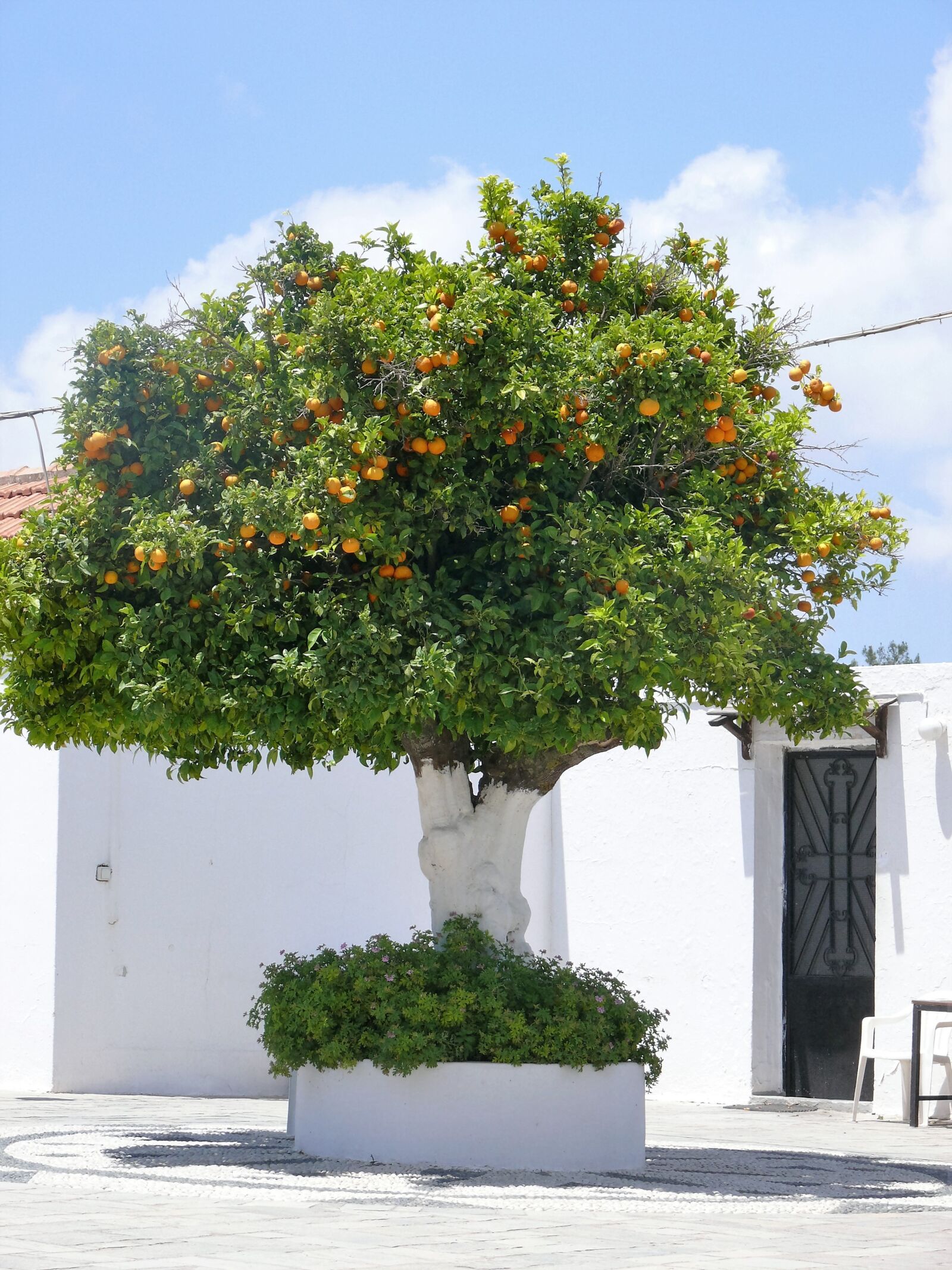 Panasonic DMC-FZ50 sample photo. Tree, oranges, nature photography