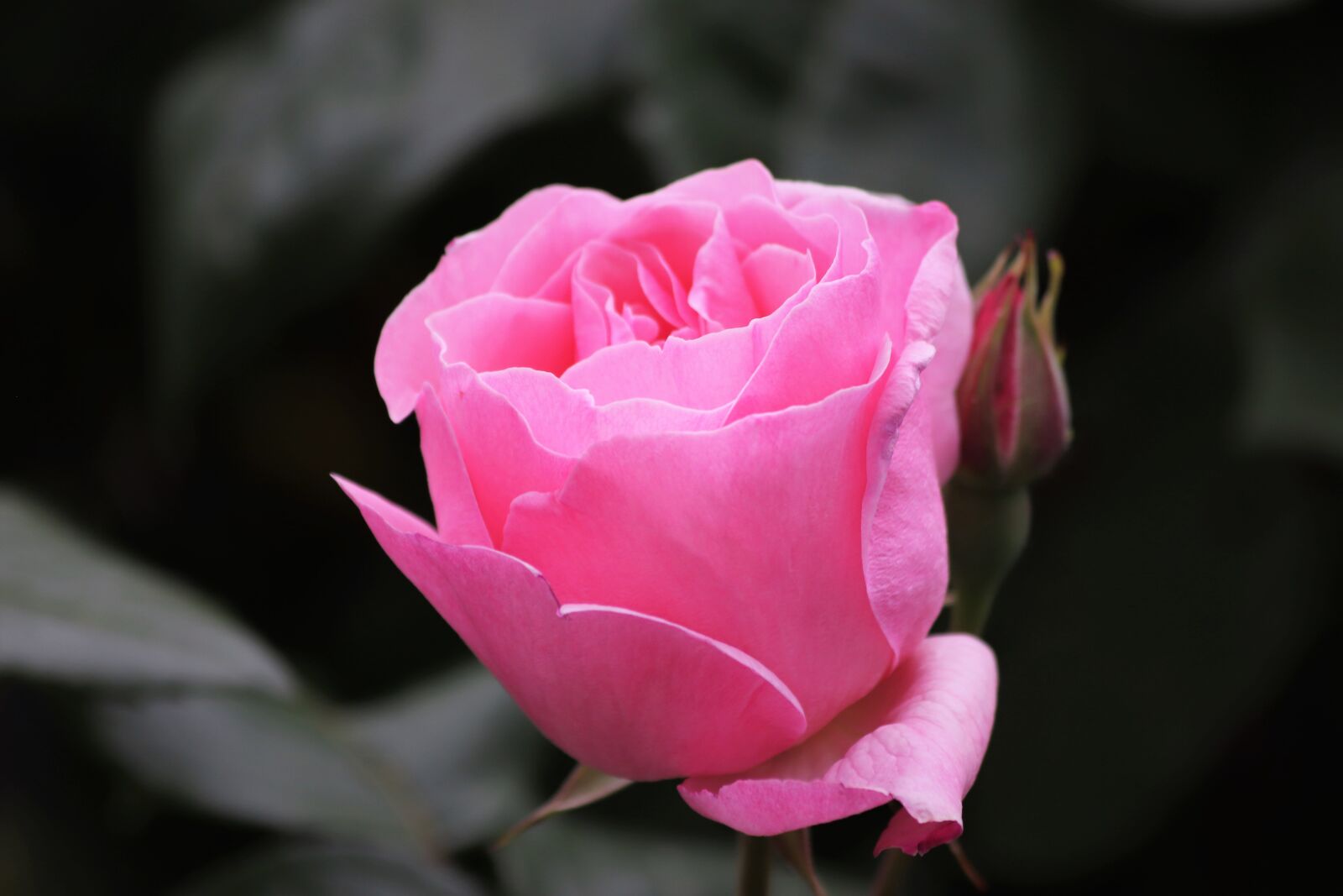 Canon EOS 200D (EOS Rebel SL2 / EOS Kiss X9) + Canon EF 70-300mm F4-5.6 IS USM sample photo. Pink rose, blooming, romantic photography