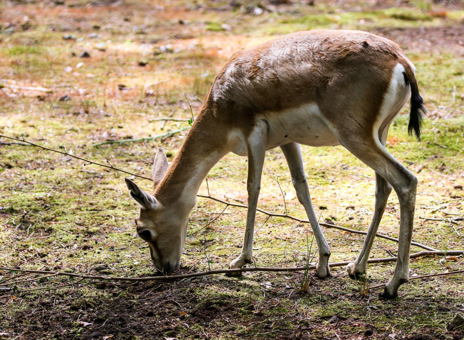 Canon EOS 70D + Tamron SP 150-600mm F5-6.3 Di VC USD sample photo. Animal world, gazelle, goiter photography