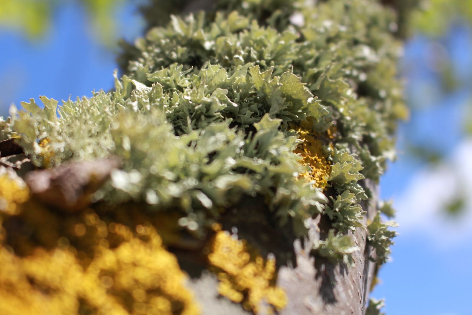 Canon EOS 100D (EOS Rebel SL1 / EOS Kiss X7) sample photo. Fungi, tree trunk, flying photography