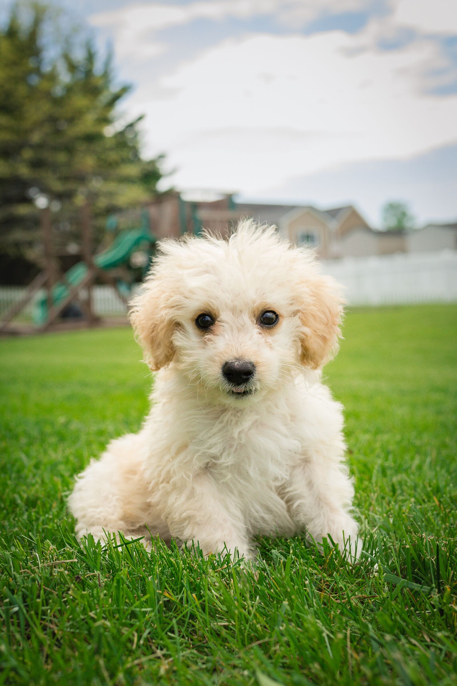 Canon EOS 6D sample photo. Puppy, dog, mammal photography