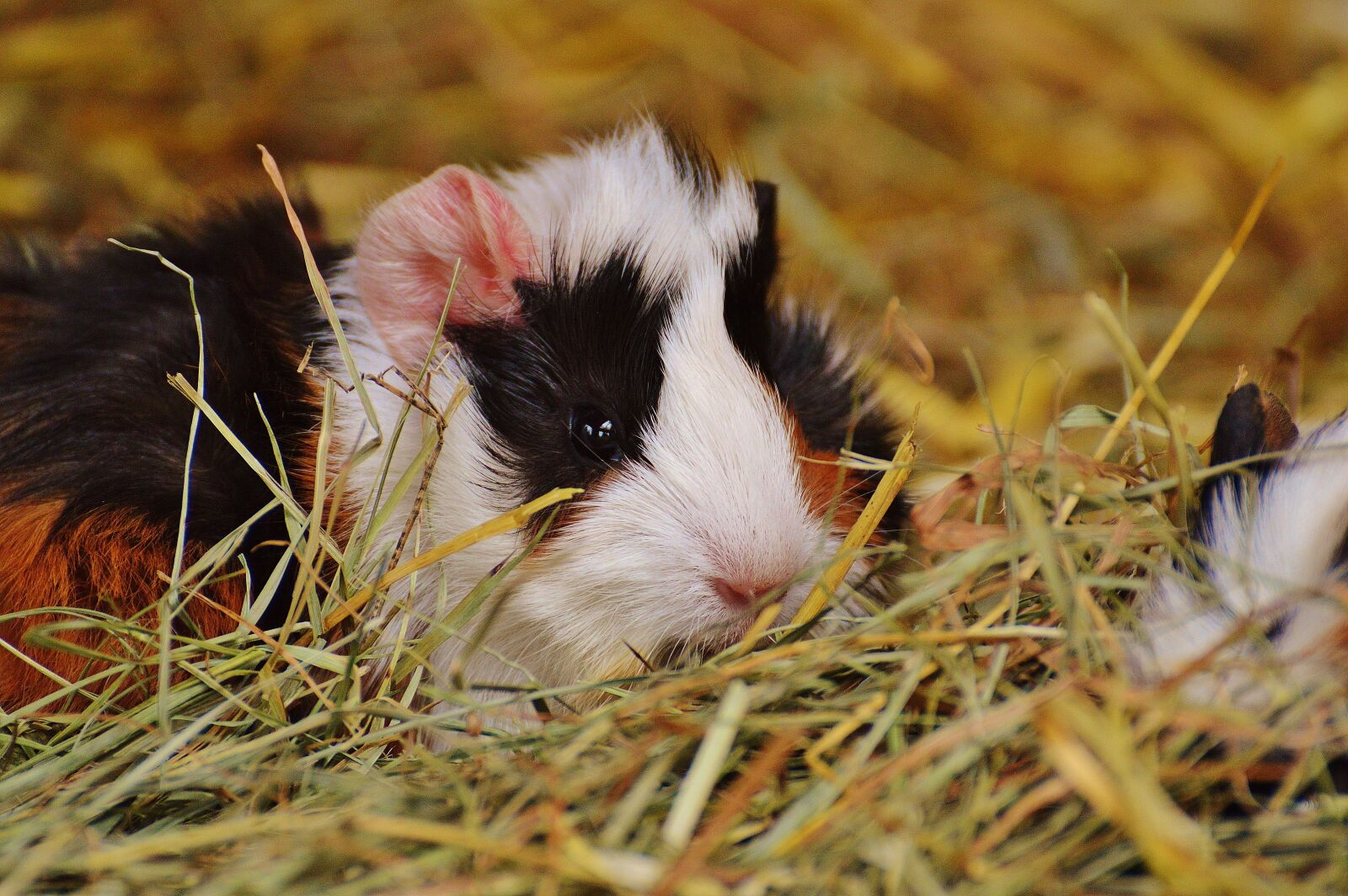 Nikon D3200 sample photo. Guinea pig, wildpark poing photography