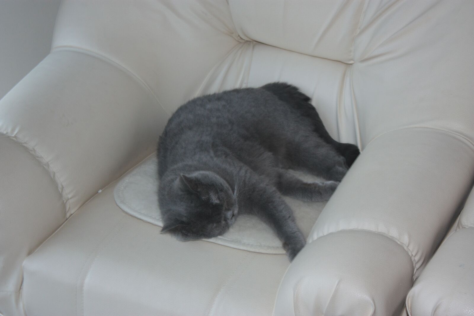 Canon EOS 450D (EOS Rebel XSi / EOS Kiss X2) sample photo. Cat, kitten, fur photography
