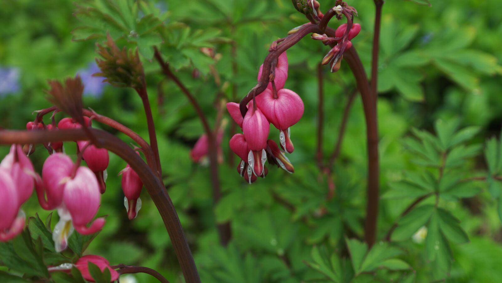 Samsung NX20 sample photo. Bleeding heart, lamprocapnos spectabilis photography