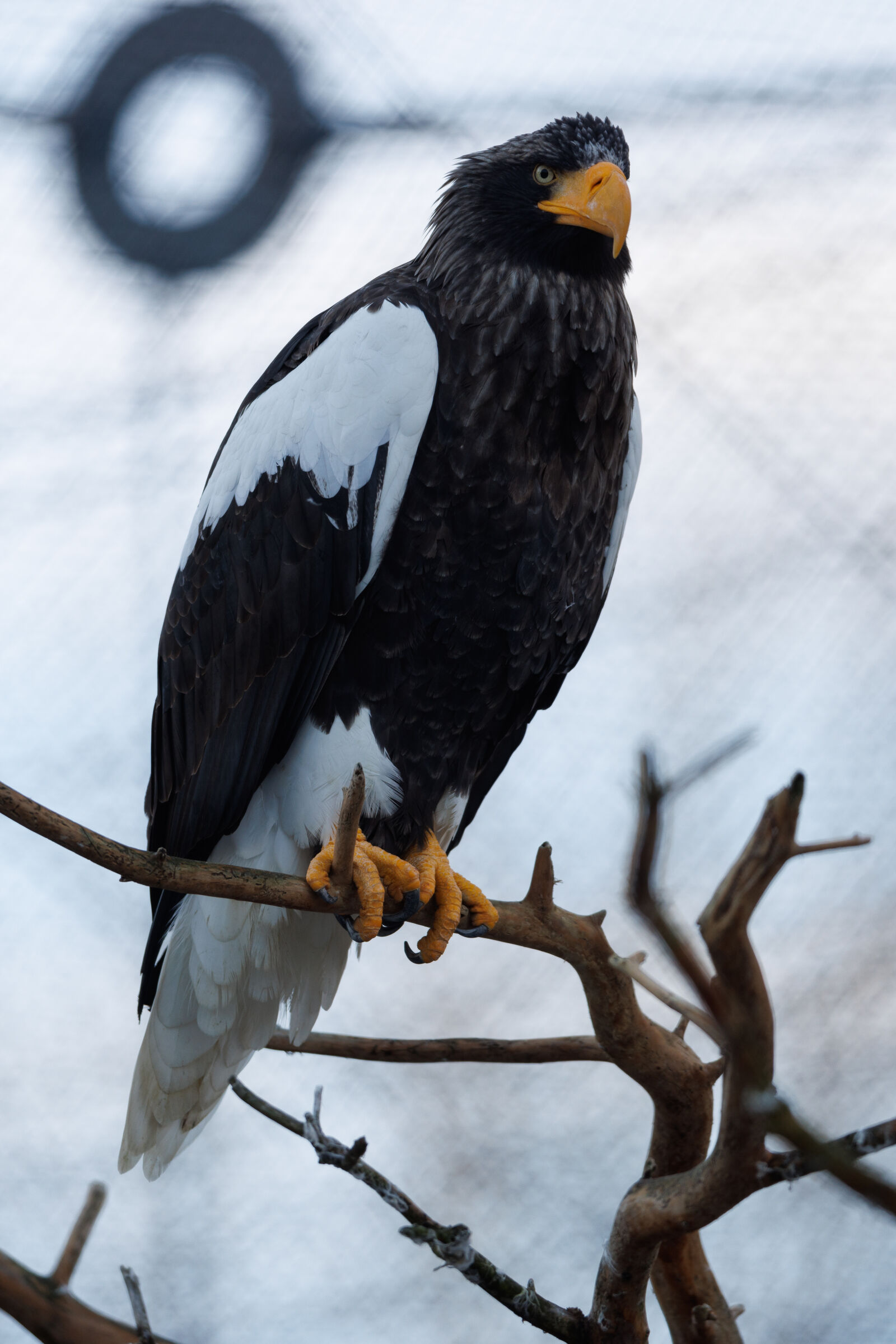 Canon RF 400mm F2.8L IS USM sample photo. Eagle zoo photography