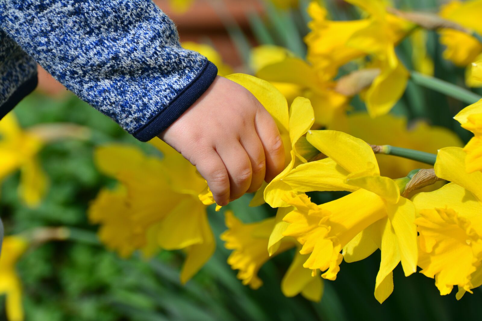 Nikon D5200 sample photo. Daffodils, osterglocken, hand photography