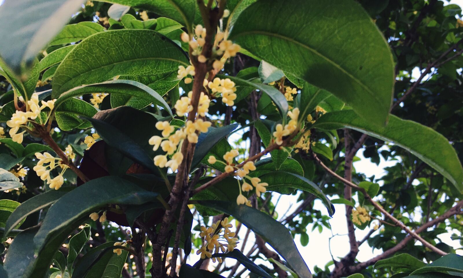 iPhone SE back camera 4.15mm f/2.2 sample photo. Osmanthus, plant photography