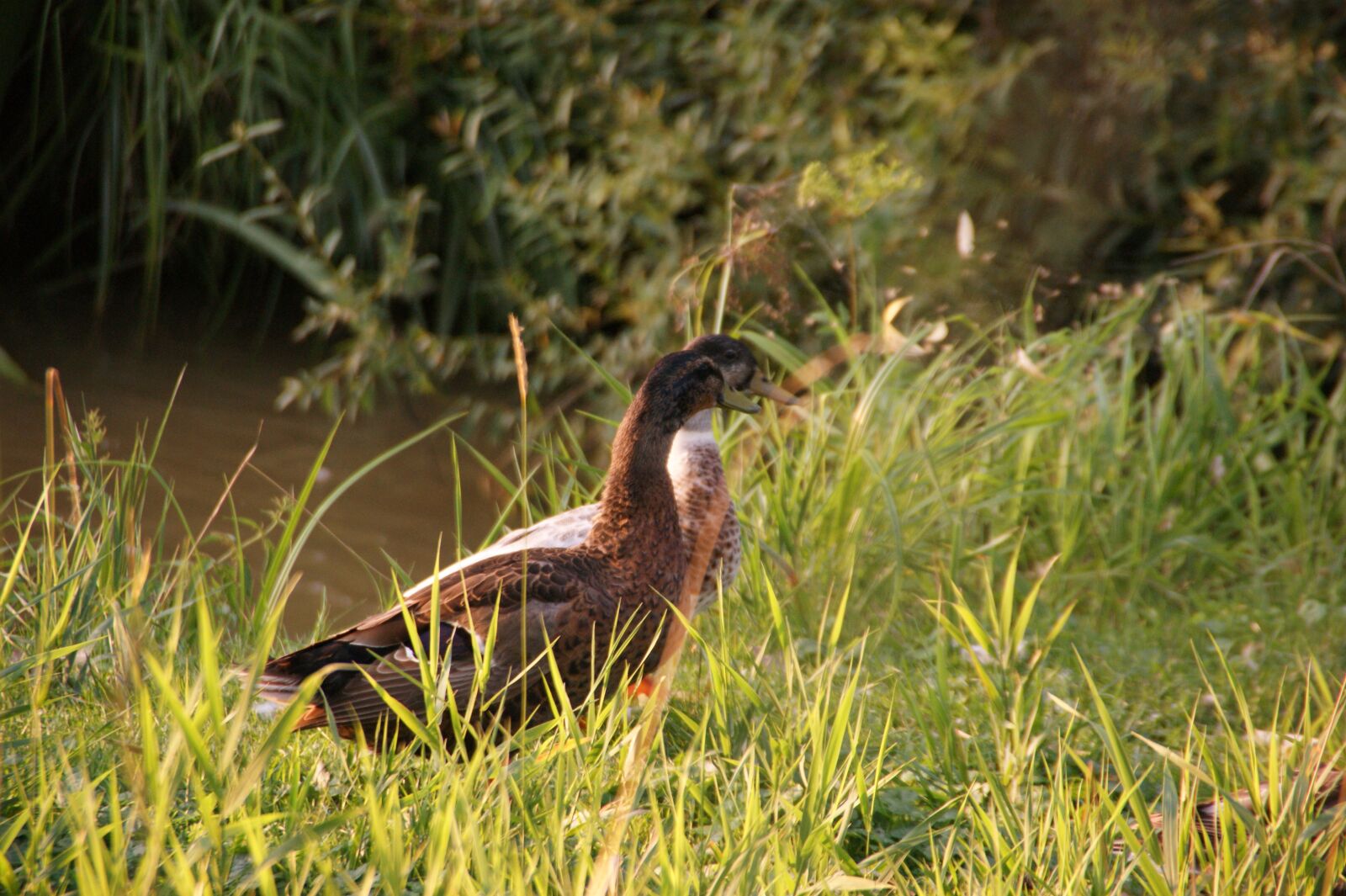 Sony Alpha DSLR-A350 sample photo. Duck, walk, grass photography
