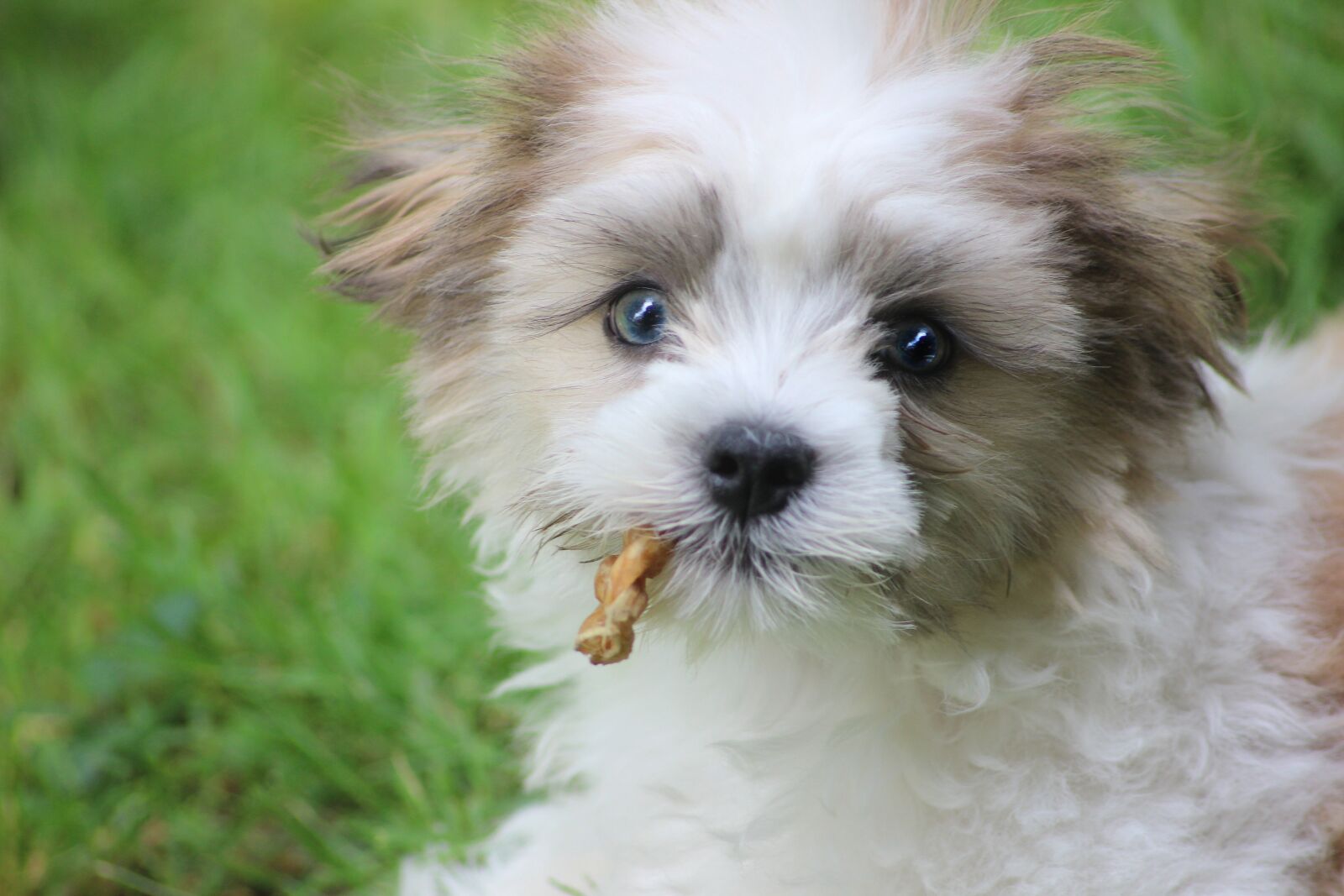 Canon EOS 600D (Rebel EOS T3i / EOS Kiss X5) sample photo. Shih tese, puppy, shihtese photography