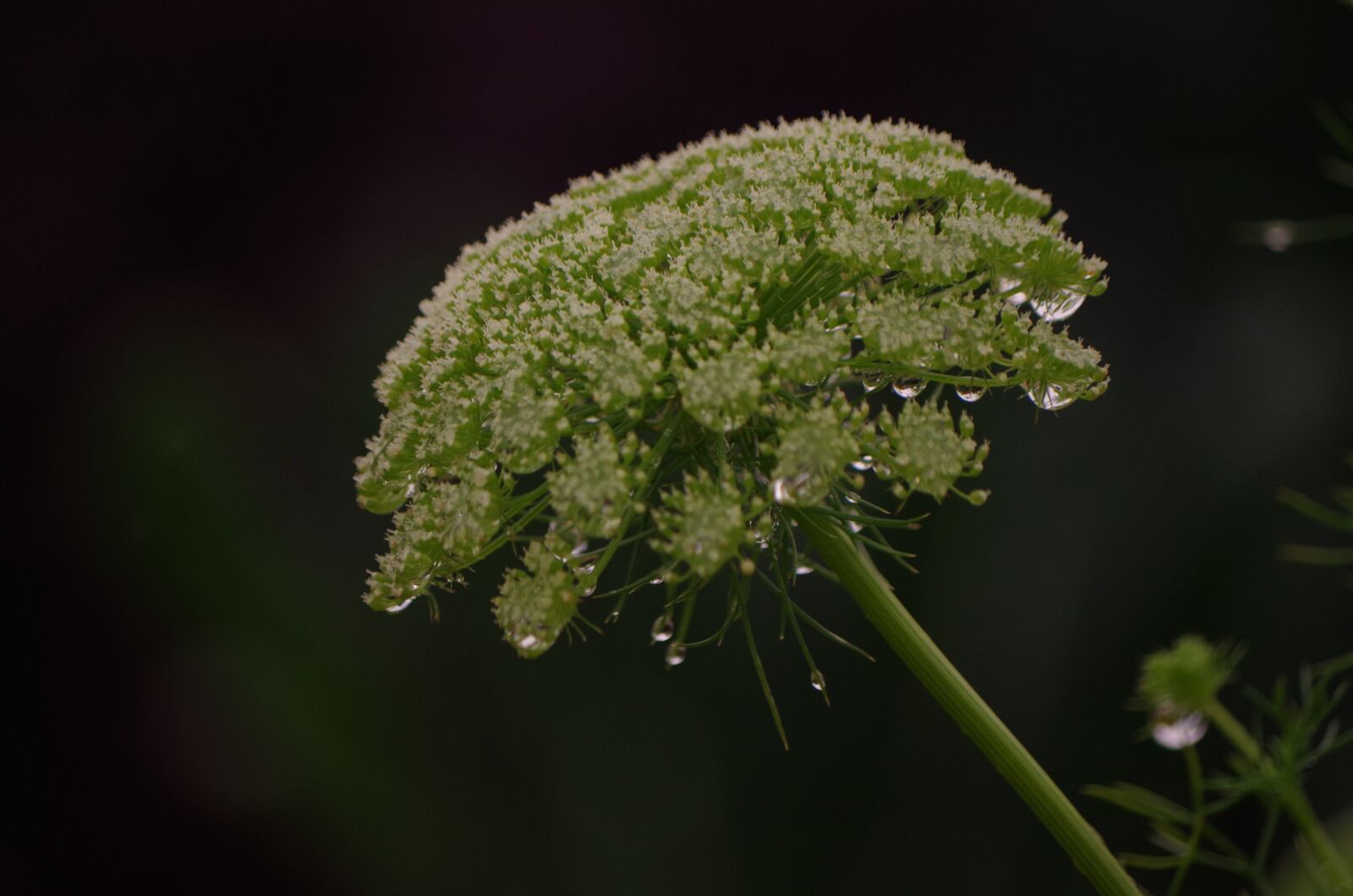 Pentax K-30 sample photo. Plant, rain, closeup photography
