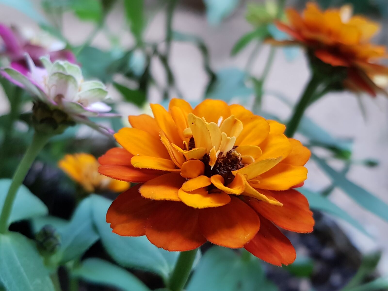 Samsung Galaxy S8+ sample photo. Flower, orange, blossom photography