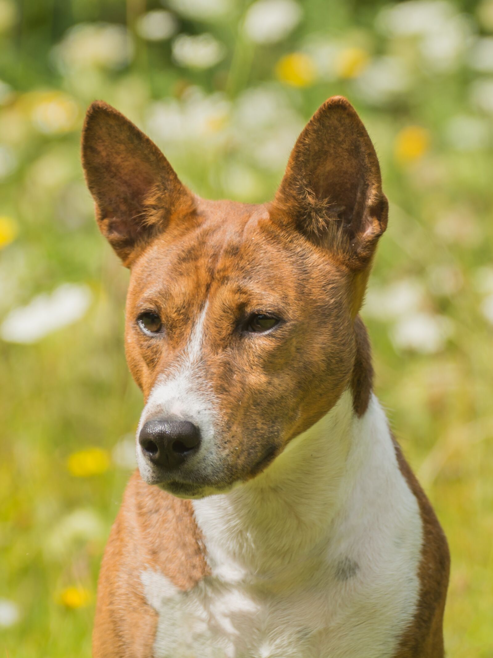 Nikon D7100 sample photo. Dog, animal, pet photography