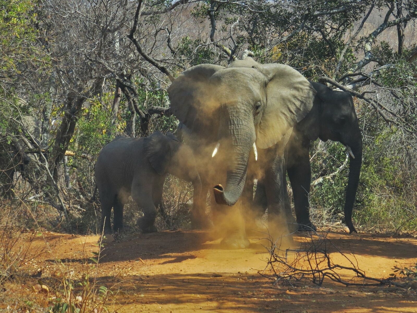 Canon PowerShot SX50 HS sample photo. Elephant, wild life, nature photography