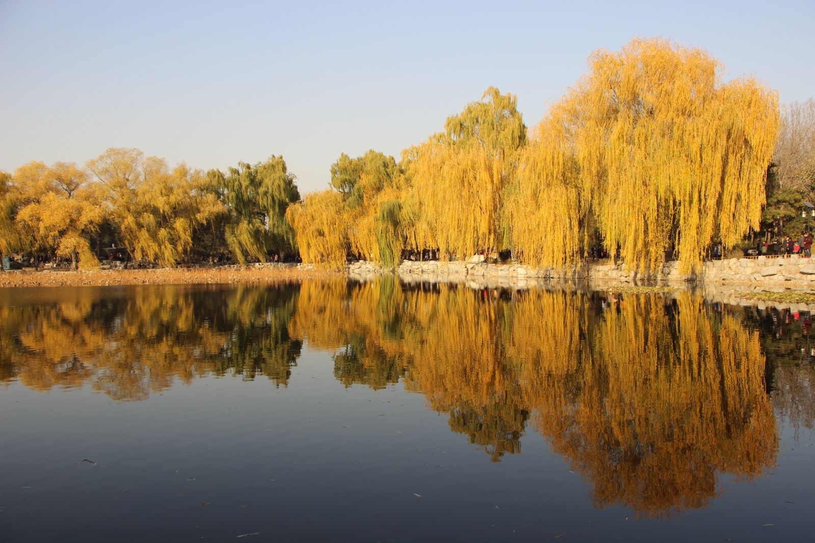 Canon EOS 600D (Rebel EOS T3i / EOS Kiss X5) + Canon EF-S 18-135mm F3.5-5.6 IS STM sample photo. Early winter, pond, tree photography