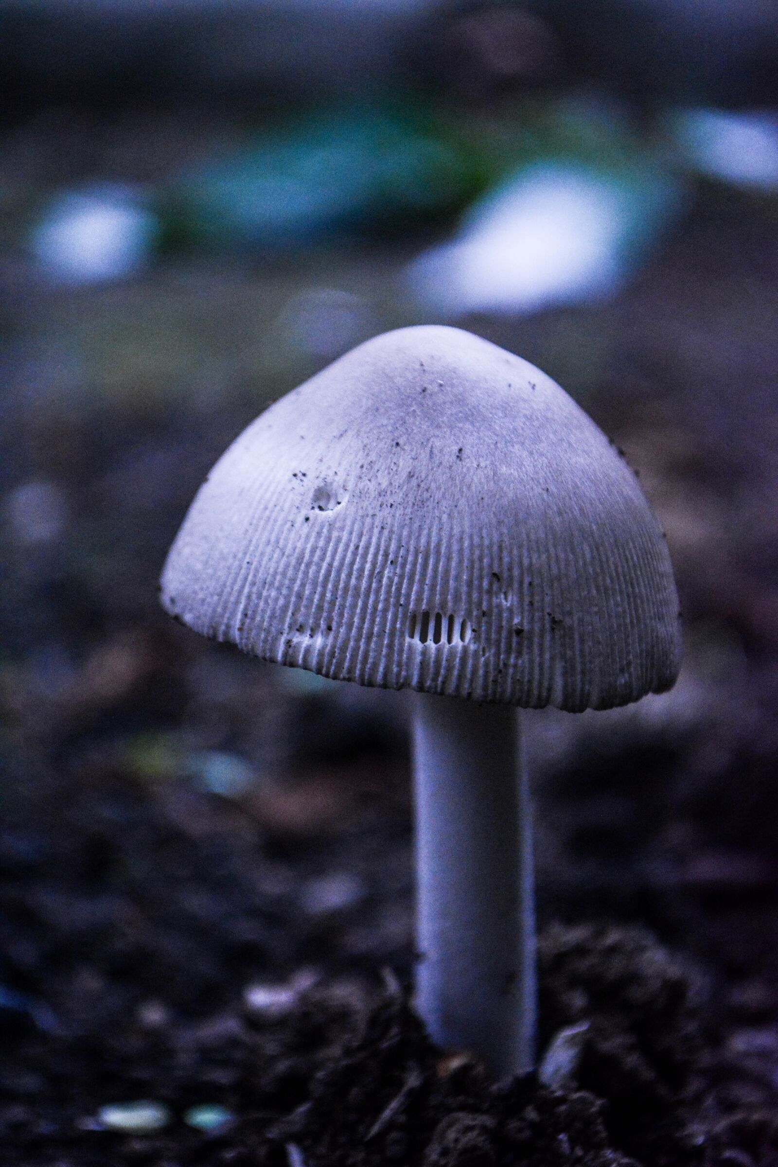 Nikon D5200 sample photo. Mushroom, toadstool, fungi photography