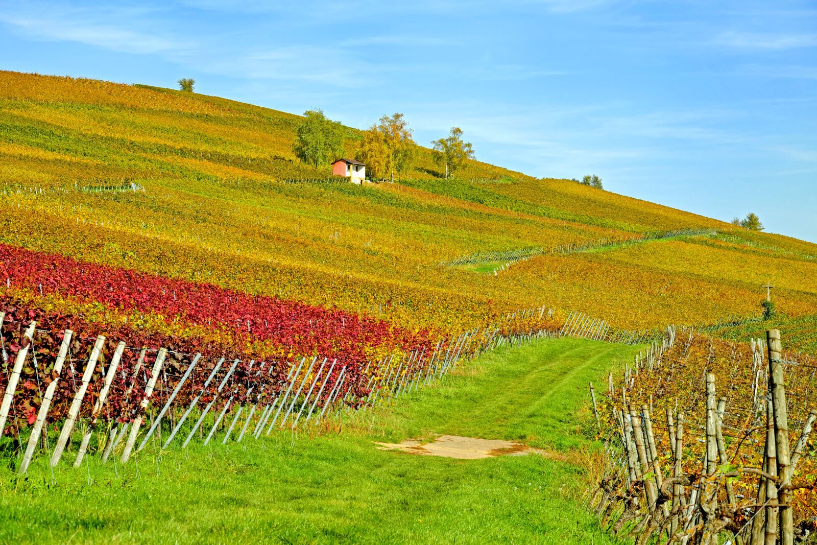 Fujifilm XF 55-200mm F3.5-4.8 R LM OIS sample photo. Vineyard, vines, winegrowing photography