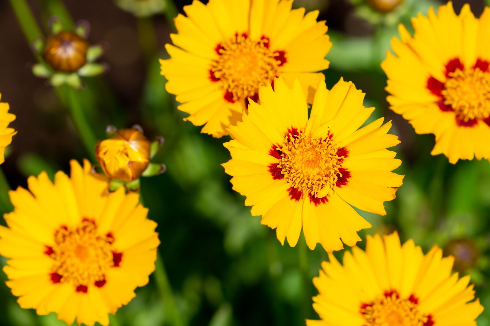 Nikon D7100 sample photo. Flowers, yellow, yellow flowers photography