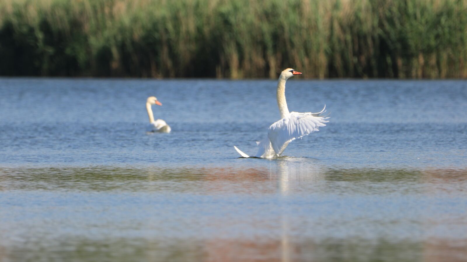 Canon EOS 80D sample photo. Swan, lake, bird photography