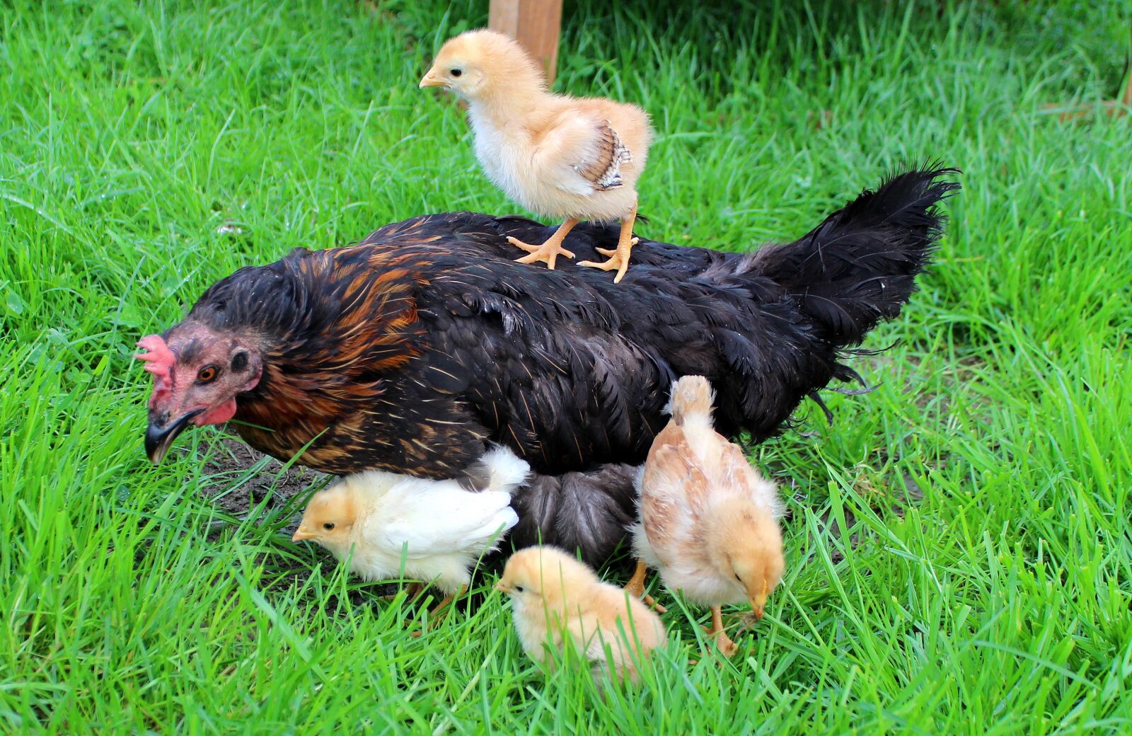 Canon EOS 650D (EOS Rebel T4i / EOS Kiss X6i) sample photo. Chicks, yellow, mother hen photography