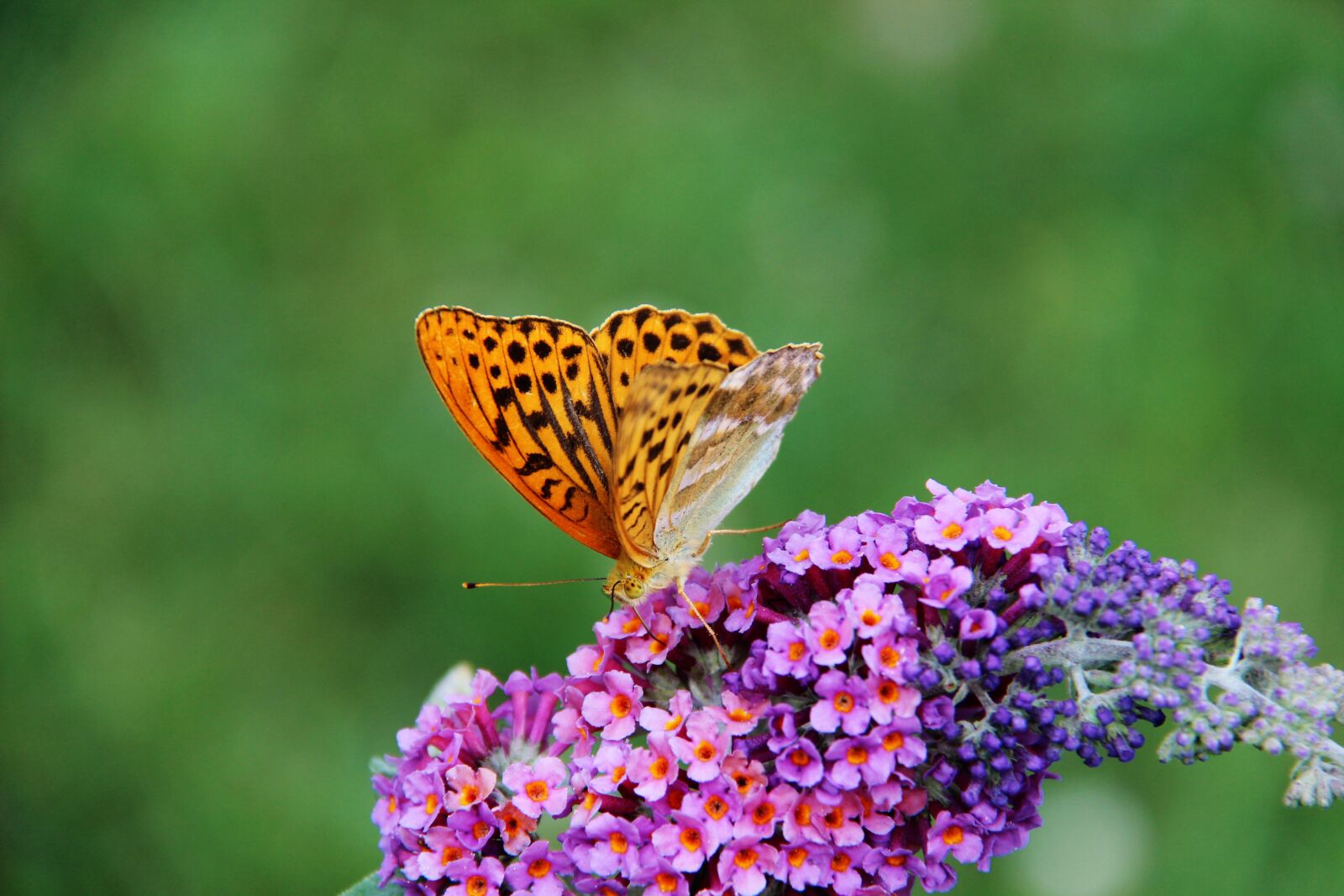Canon EOS 600D (Rebel EOS T3i / EOS Kiss X5) sample photo. Tobacco from spain, butterfly photography