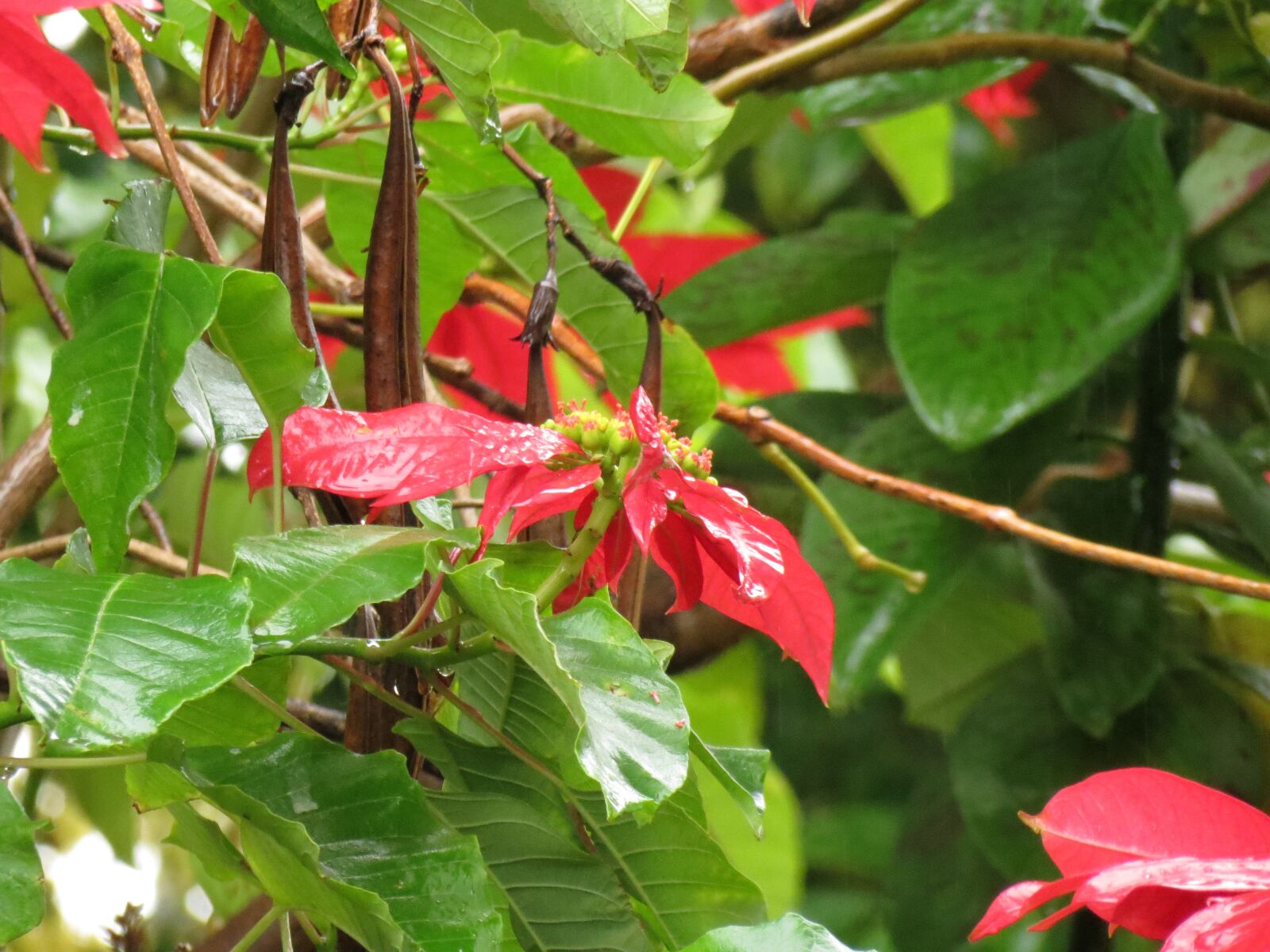 Canon PowerShot SX40 HS sample photo. Rain, star federal, drops photography