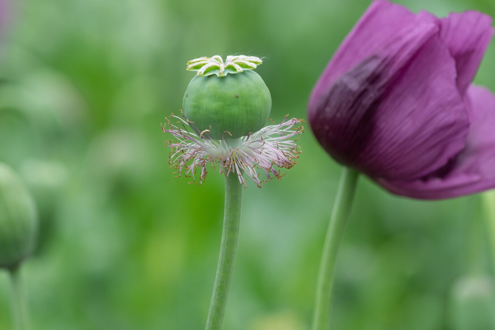 Nikon D3300 sample photo. Poppy, flower, flora photography