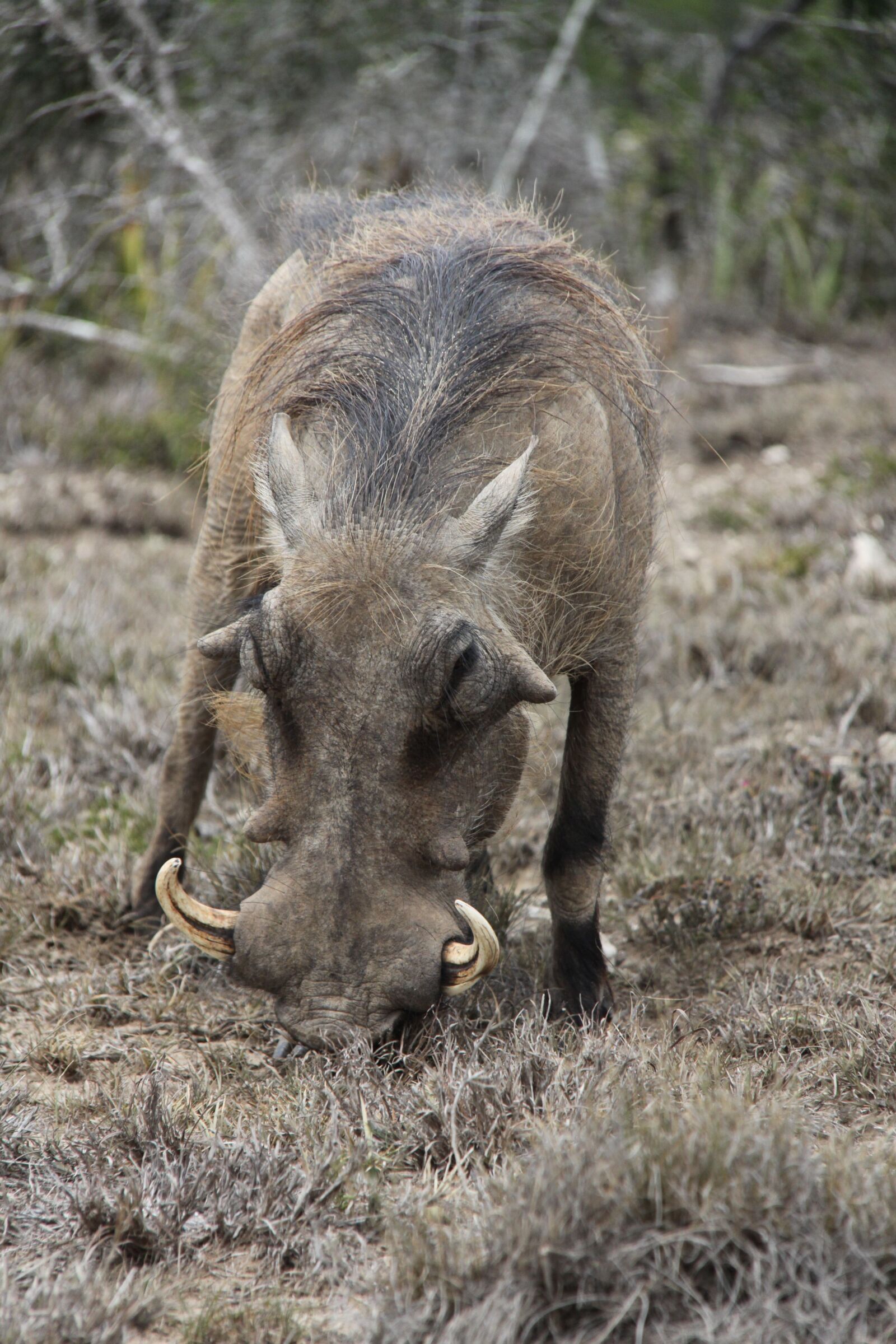 Canon EOS 50D sample photo. Warthog, tusks, south africa photography
