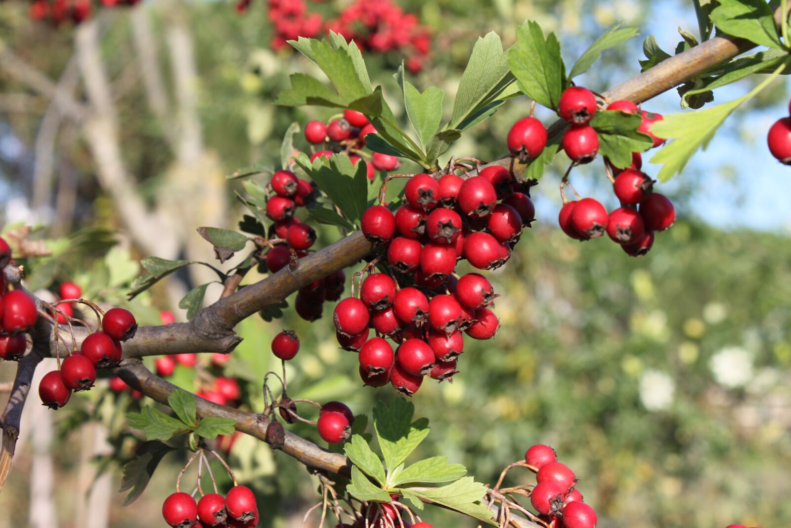 Canon EOS 500D (EOS Rebel T1i / EOS Kiss X3) sample photo. Berry, red, nature photography