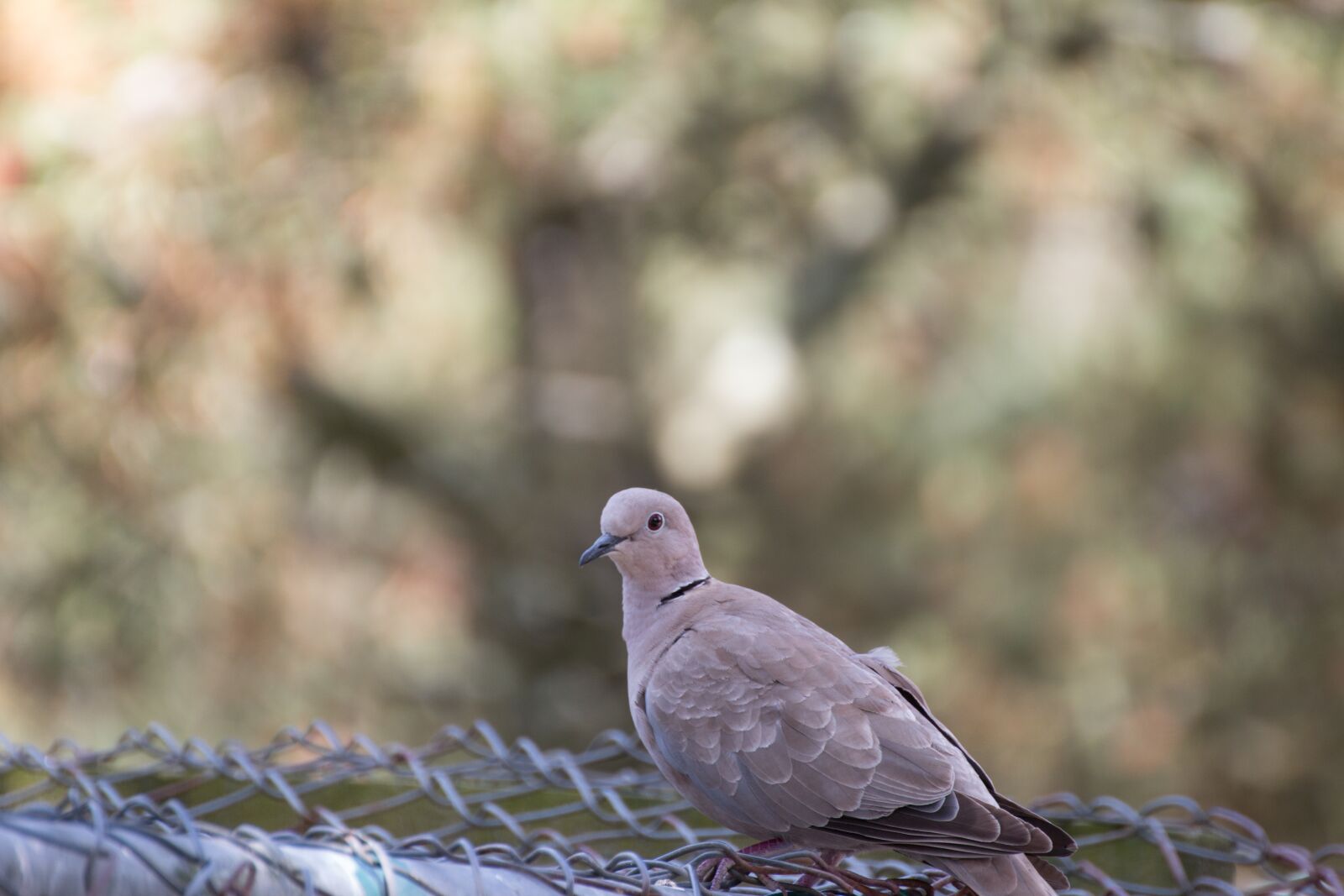 Canon EOS 70D sample photo. Collared, nature, animal photography