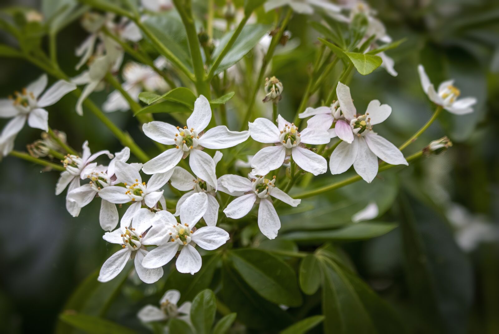 Sigma 100-400mm F5-6.3 DG OS HSM sample photo. Choisya, mexican-orange-blossom, flower photography