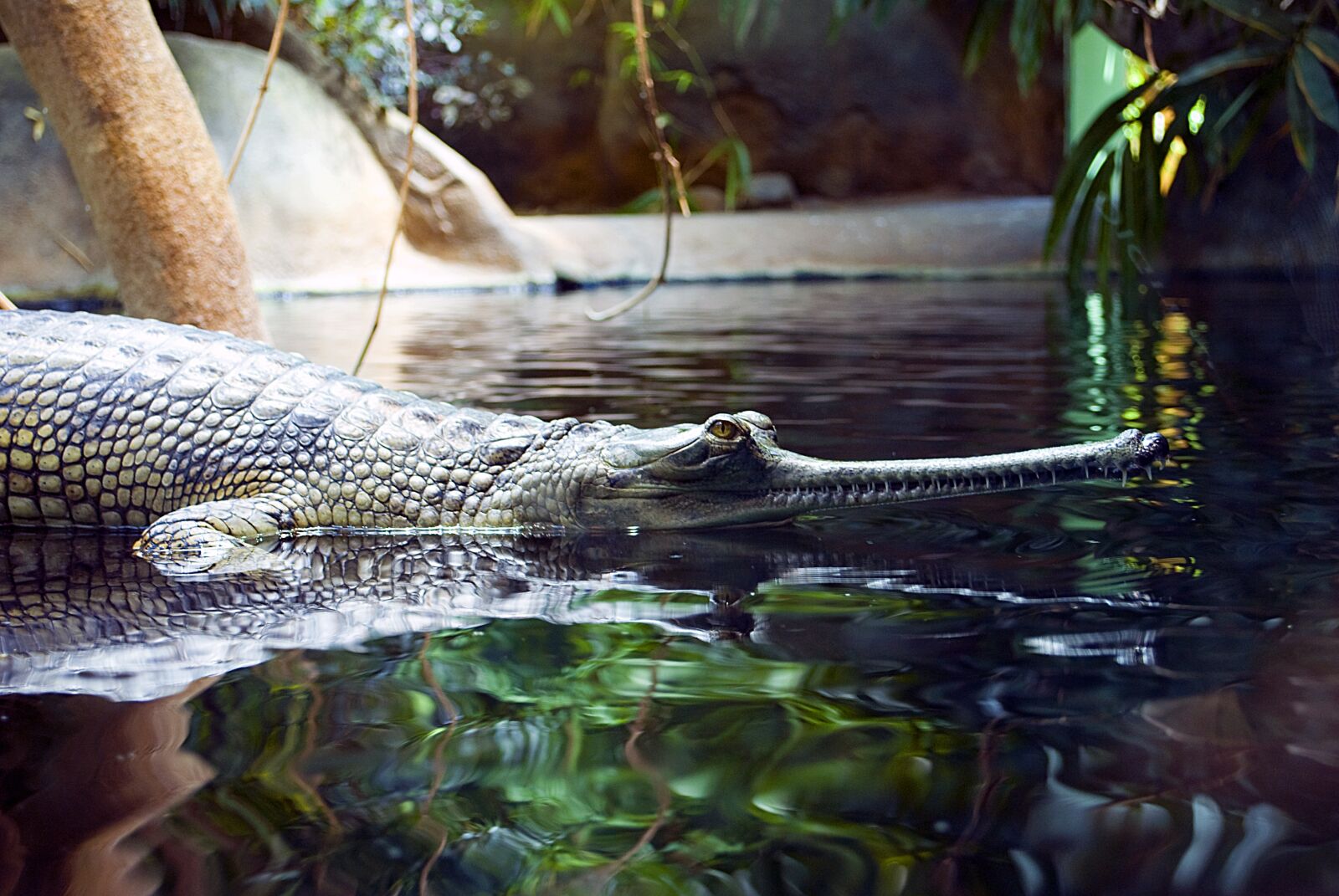 Nikon D60 sample photo. Gaviál, crocodile, zoo photography