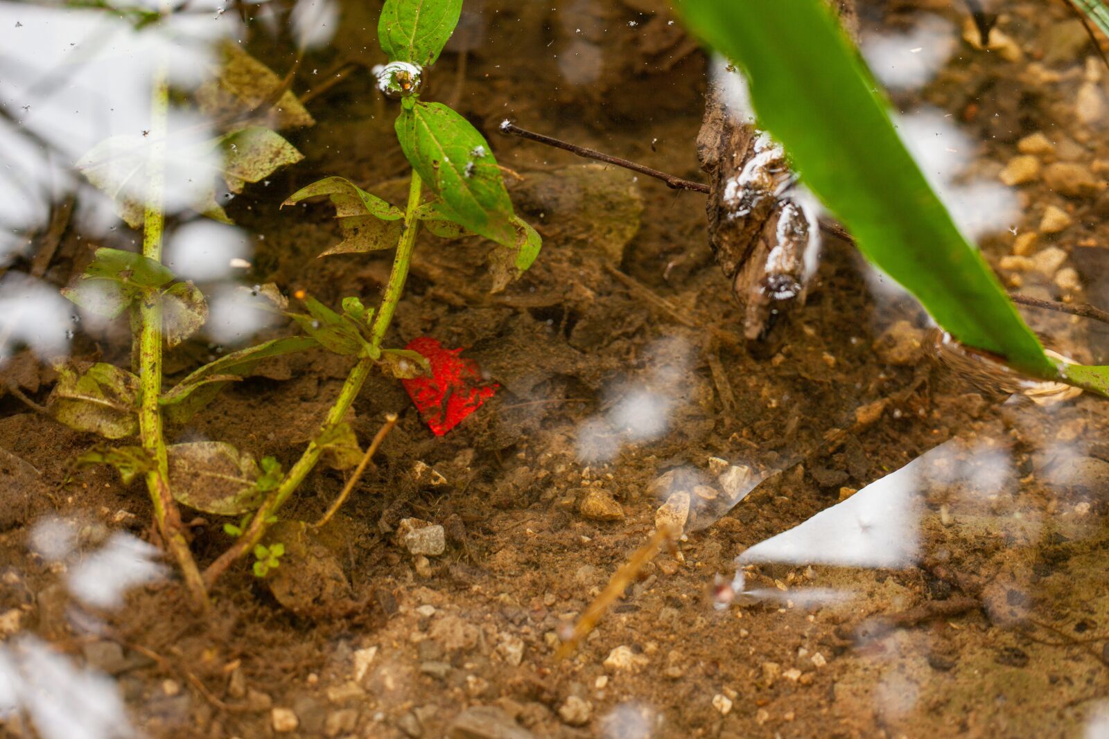 Canon EF 50mm F1.8 II sample photo. Plastic confetti, confetti, plastic photography