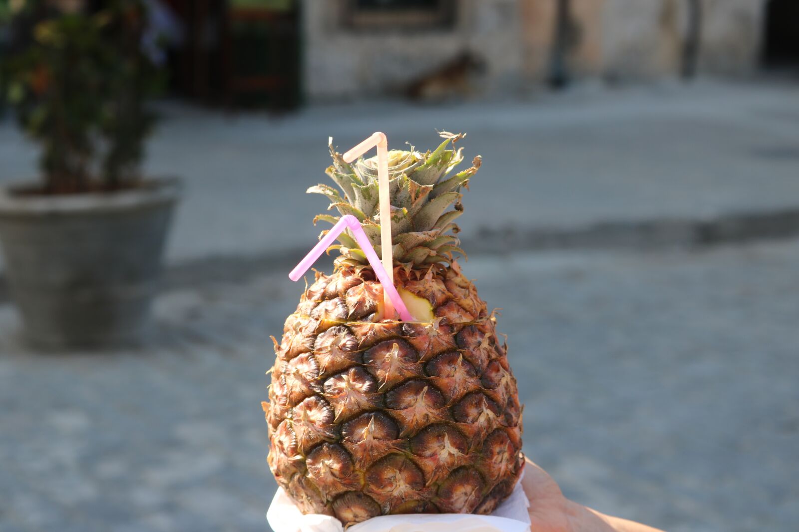 Canon EOS 760D (EOS Rebel T6s / EOS 8000D) sample photo. Nature, food, fruit photography