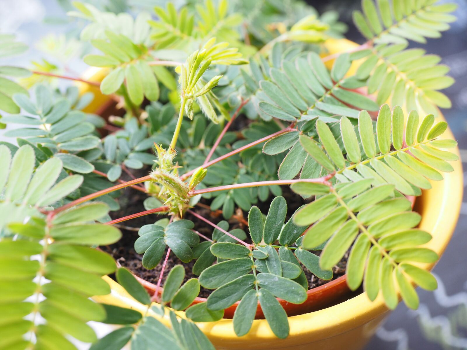 Olympus OM-D E-M1 + Olympus M.Zuiko Digital ED 12-40mm F2.8 Pro sample photo. Mimosa, leaves, green photography