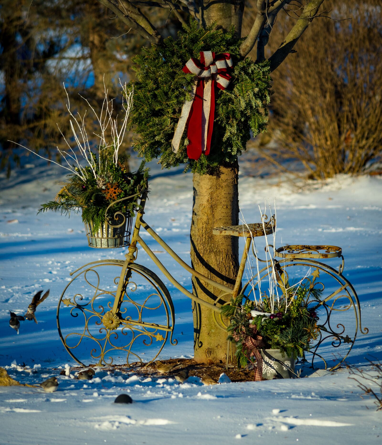 Nikon D500 sample photo. Tree, winter, outdoors photography