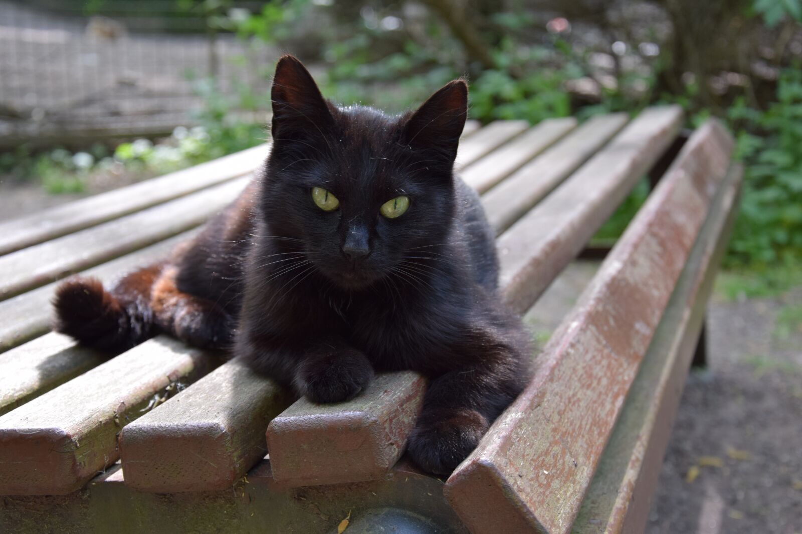Nikon D3300 sample photo. Cat, animals, zoo photography